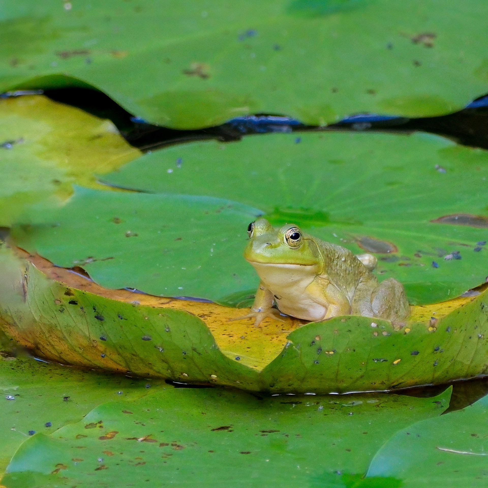 240924-925 American Bullfrog (Lithobates catesbeianus)