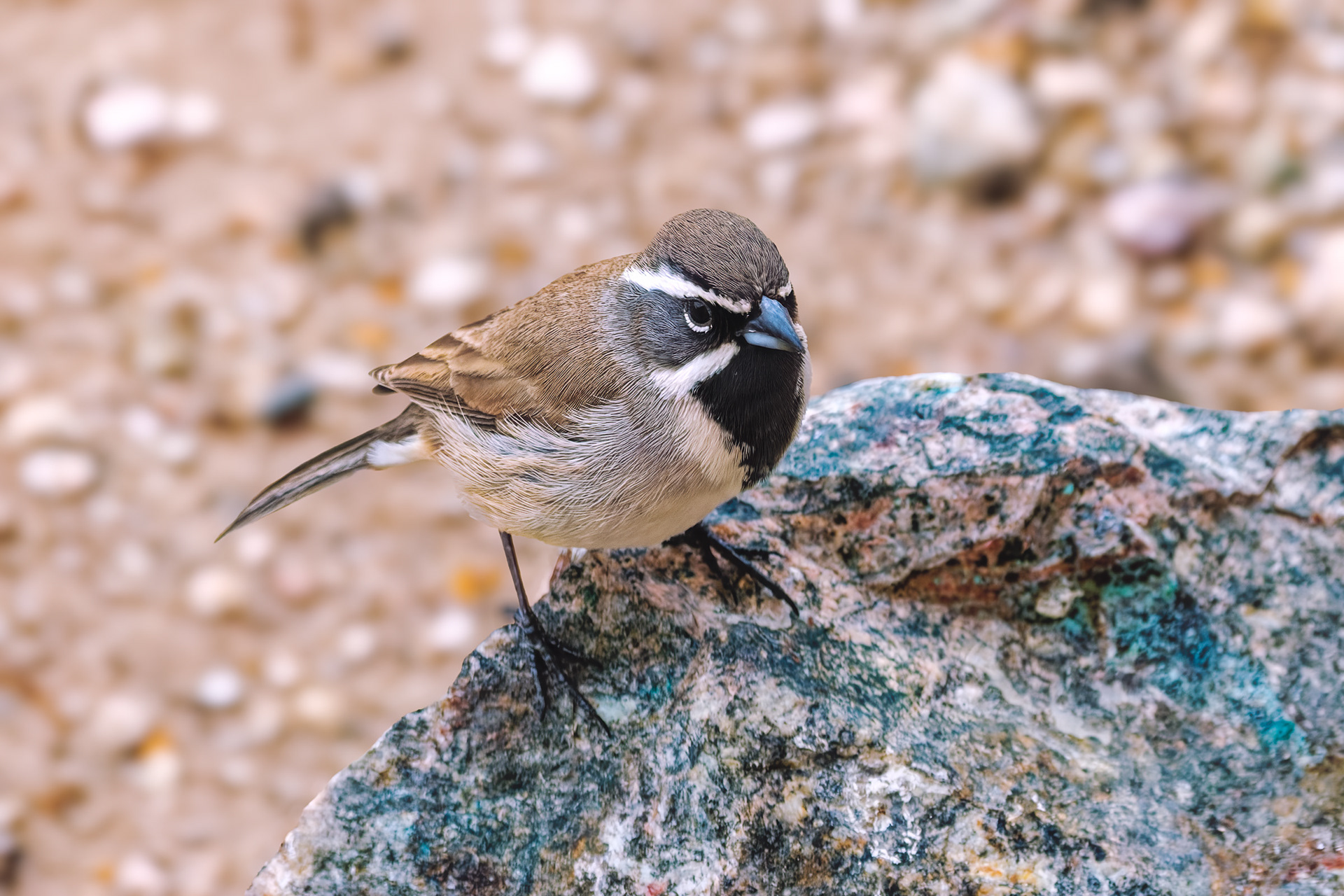 260216-739 Black-throated Sparrow (Amphispiza bilineata)
