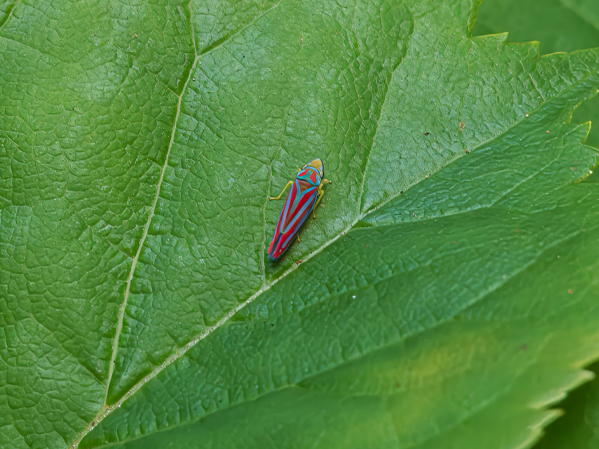 24824-031 Red-banded Leafhopper (Graphocephala coccinea)