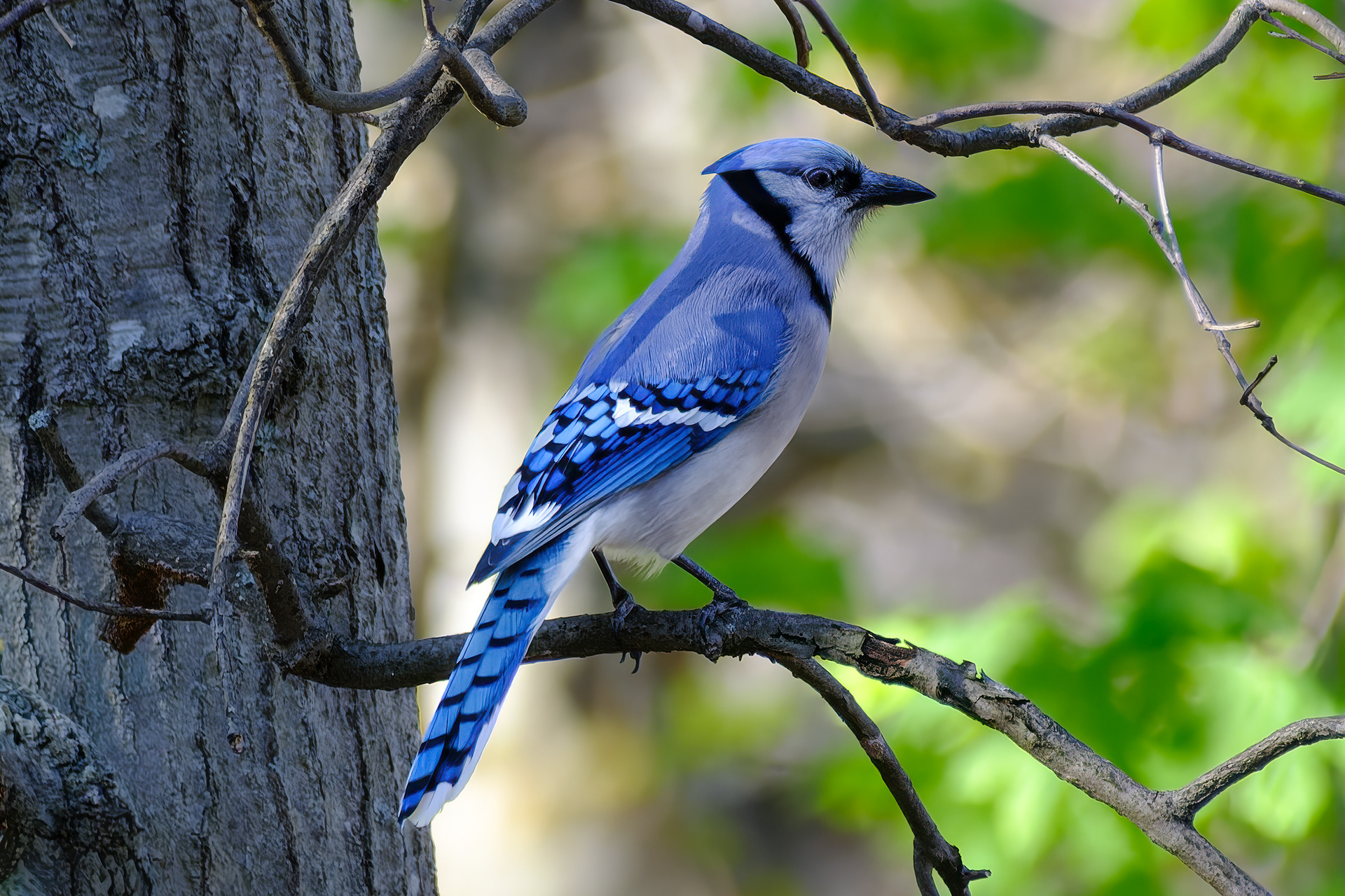 260426-167 Blue Jay (Cyanocitta cristata)