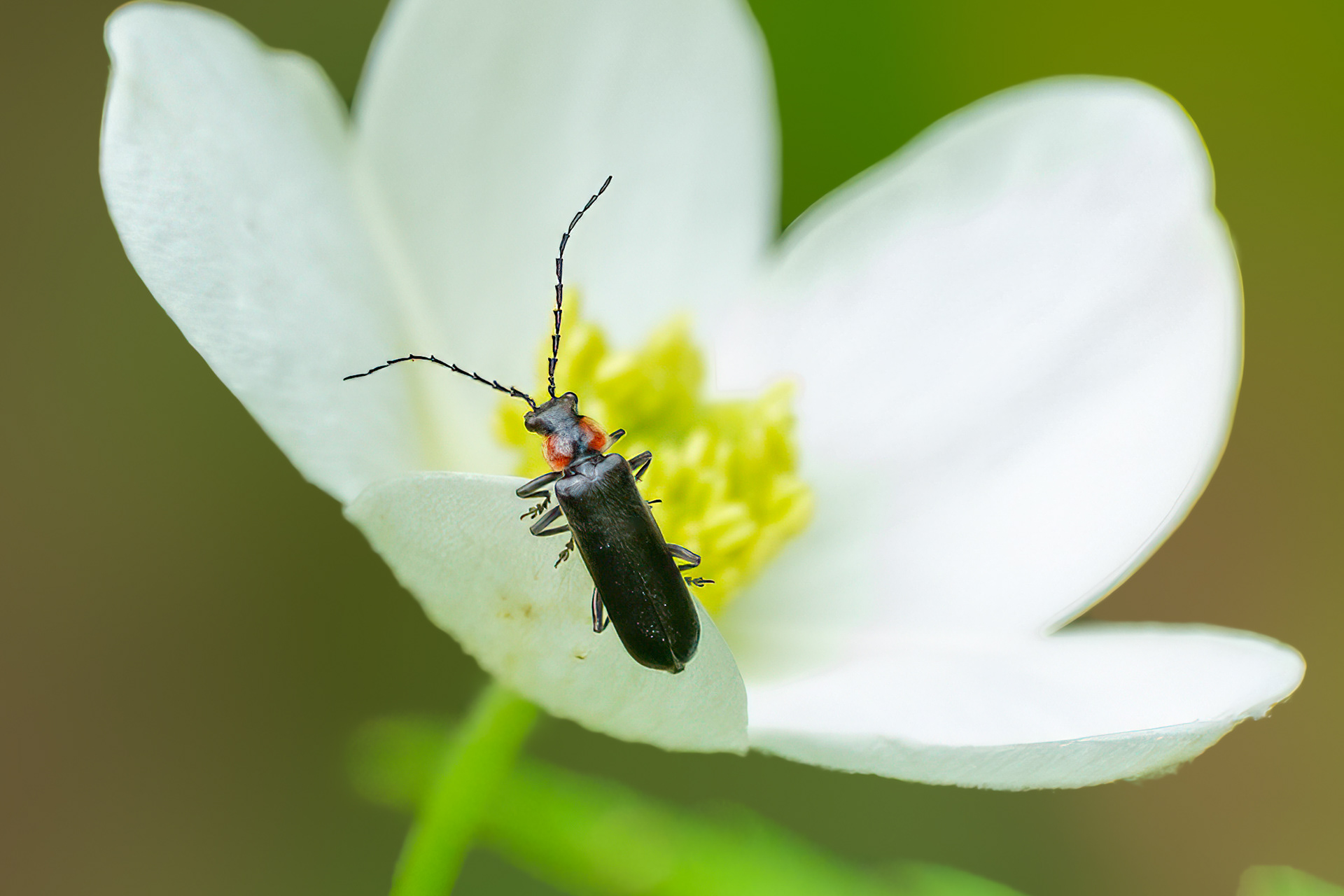 250518-426 Cantharis tuberculata on Meadow Anemone
