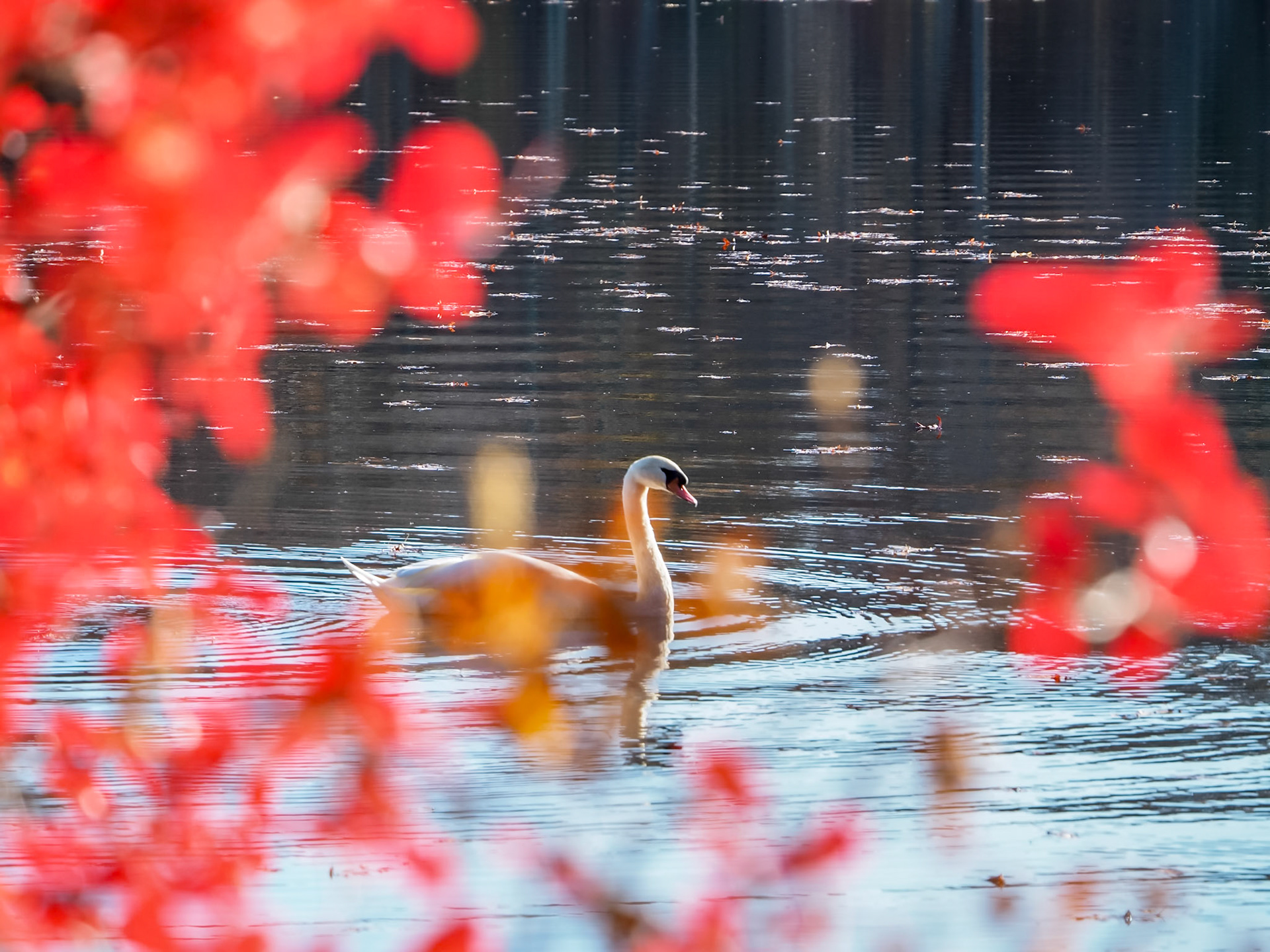 15B04130 Graceful Swan