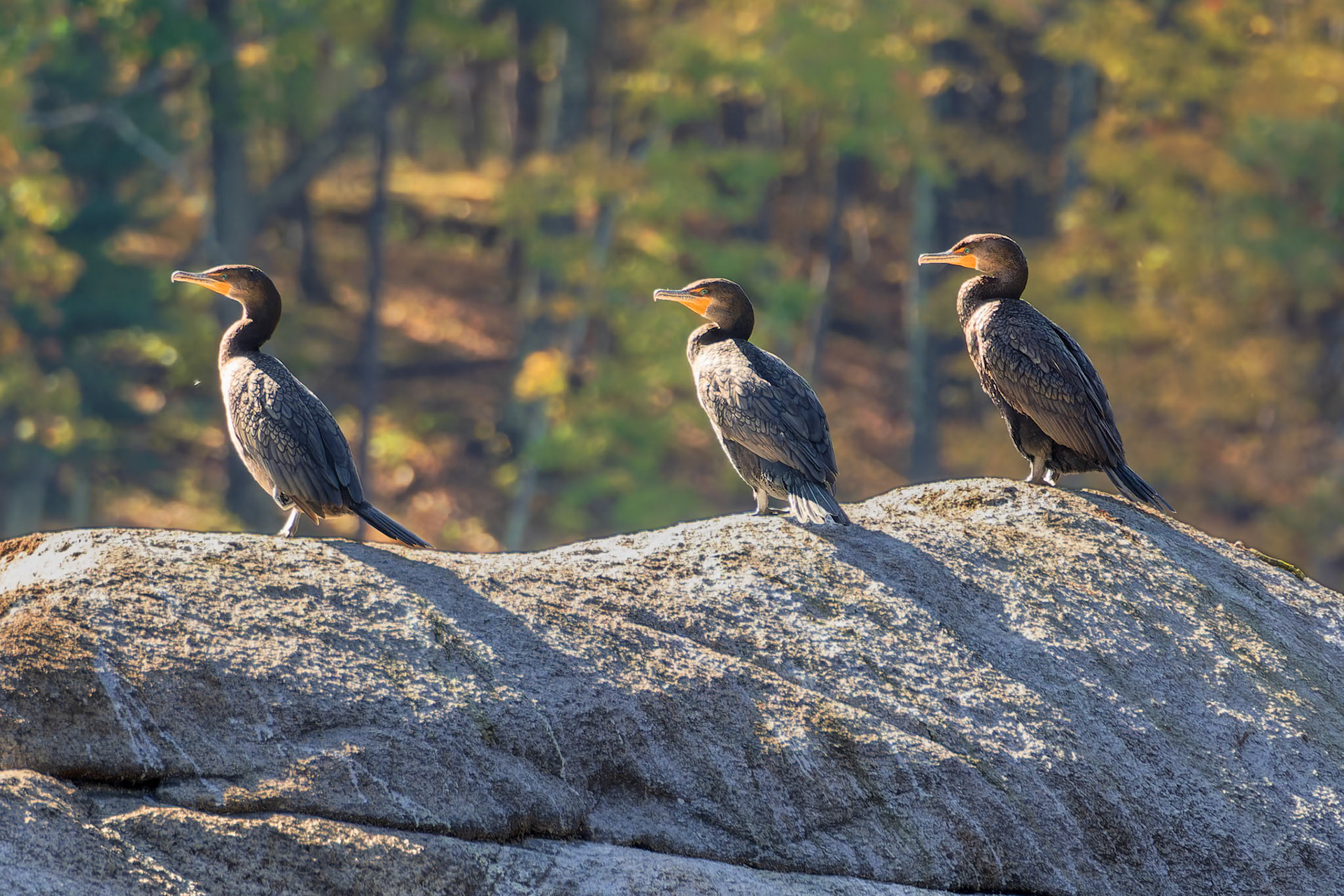 19A15115 Let's All Look Left