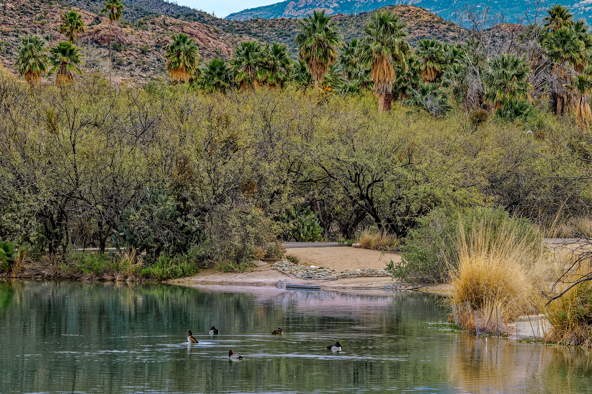 260216-820 Agua Caliente Park