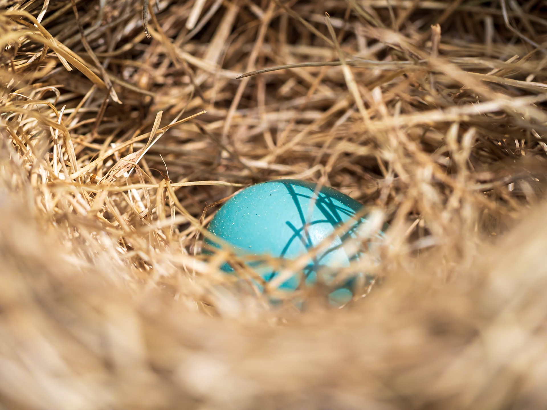 21509015 One Egg Left
