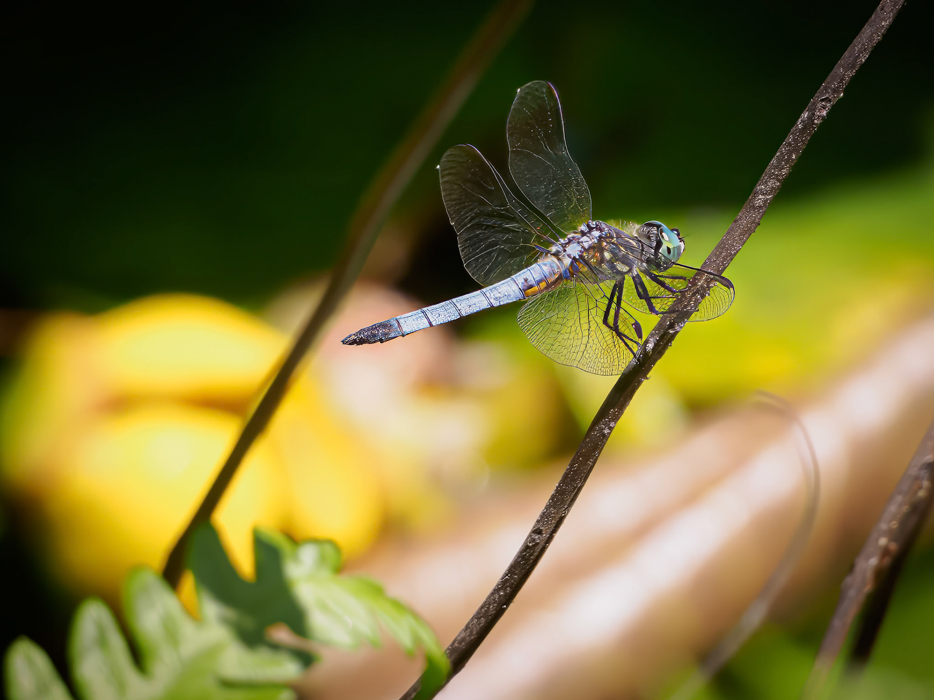 24610-096 Dragonfly