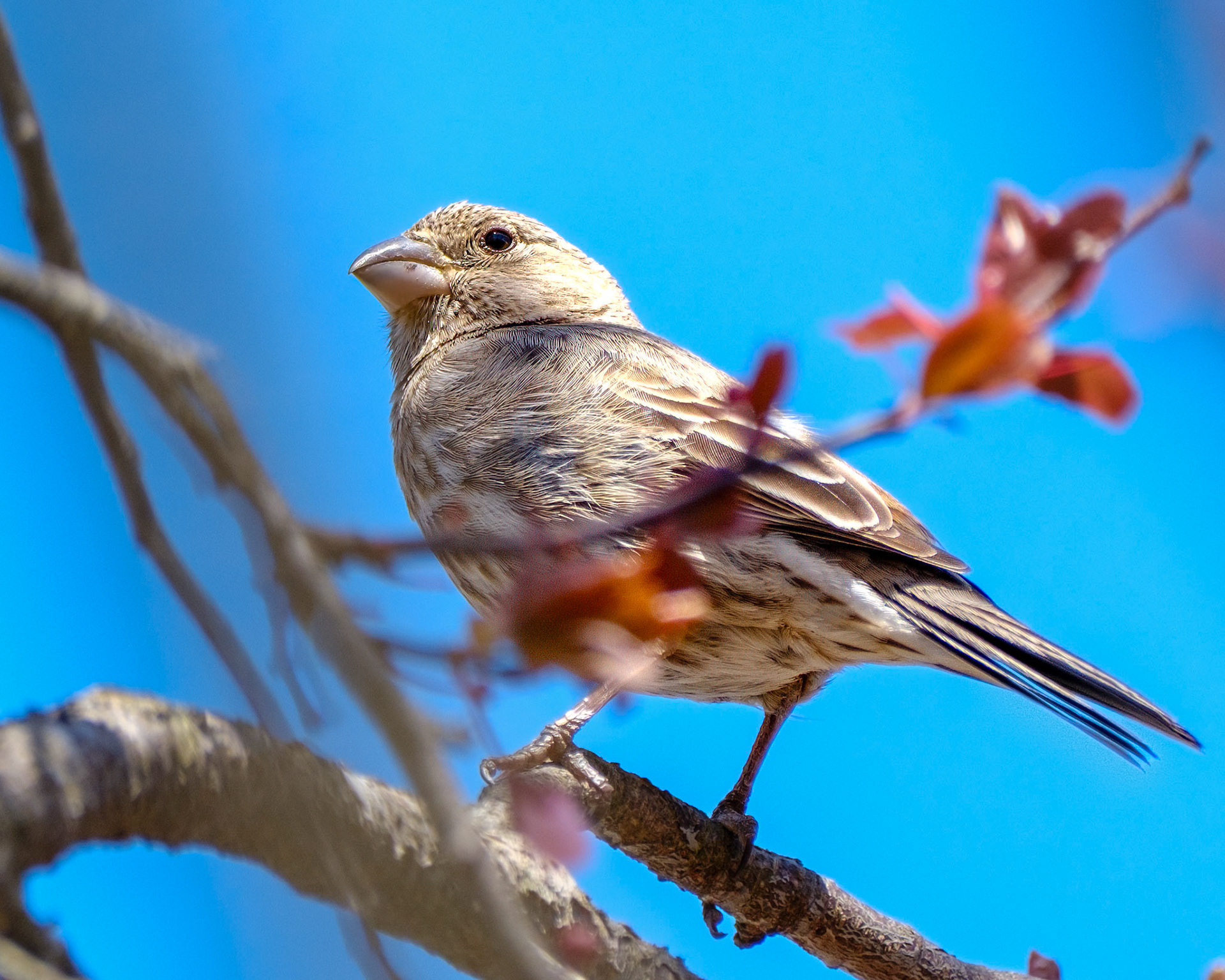 250423-606 House Finch