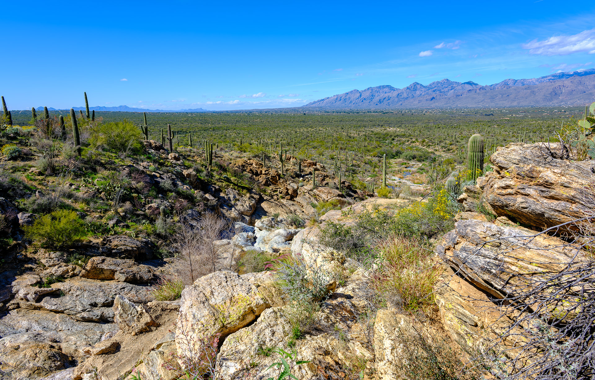 260218-915A Saguaro National Park (East)