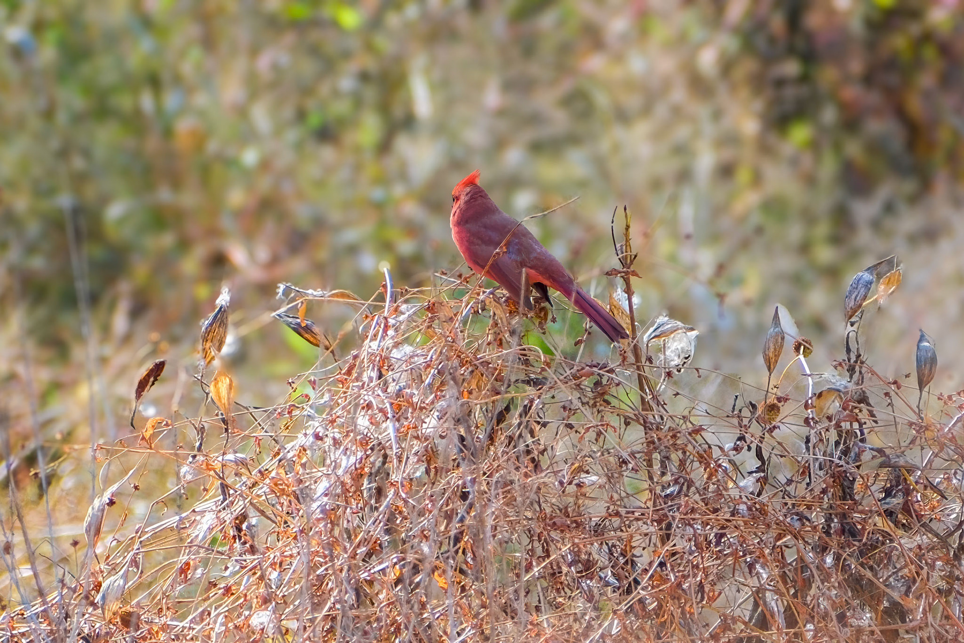 241023-411 Northern Cardinal (Cardinalis cardinalis)