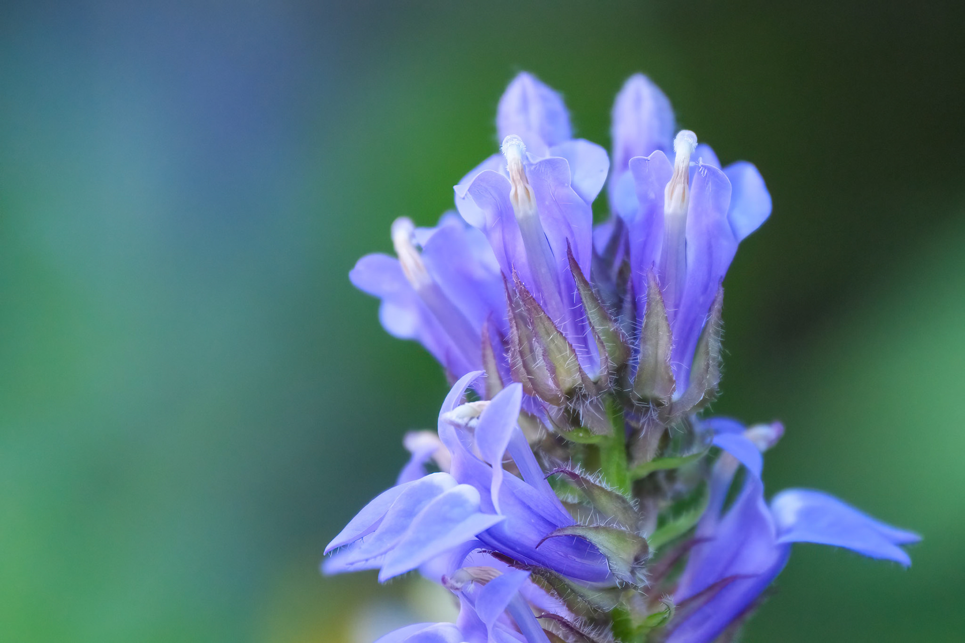240924-971 Great Blue Lobelia (Lobelia siphilitica)