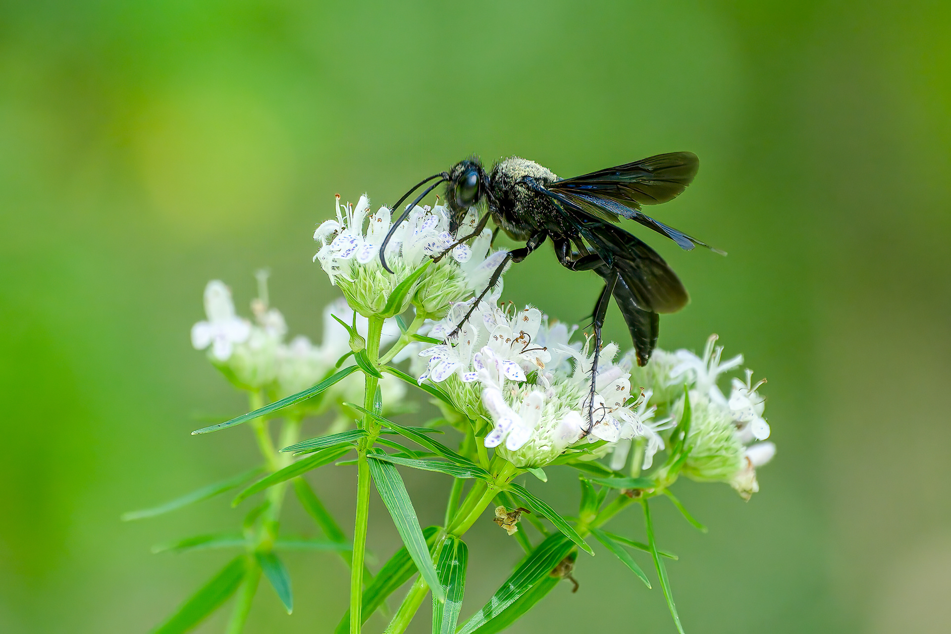 250722-291 Great Black Digger Wasp (Sphex pensylvanicus)