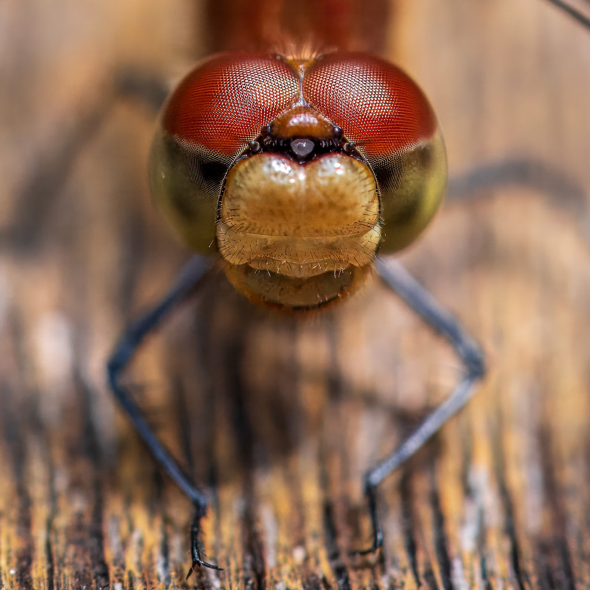 15723031 Two Eyes Plus a Third Eye