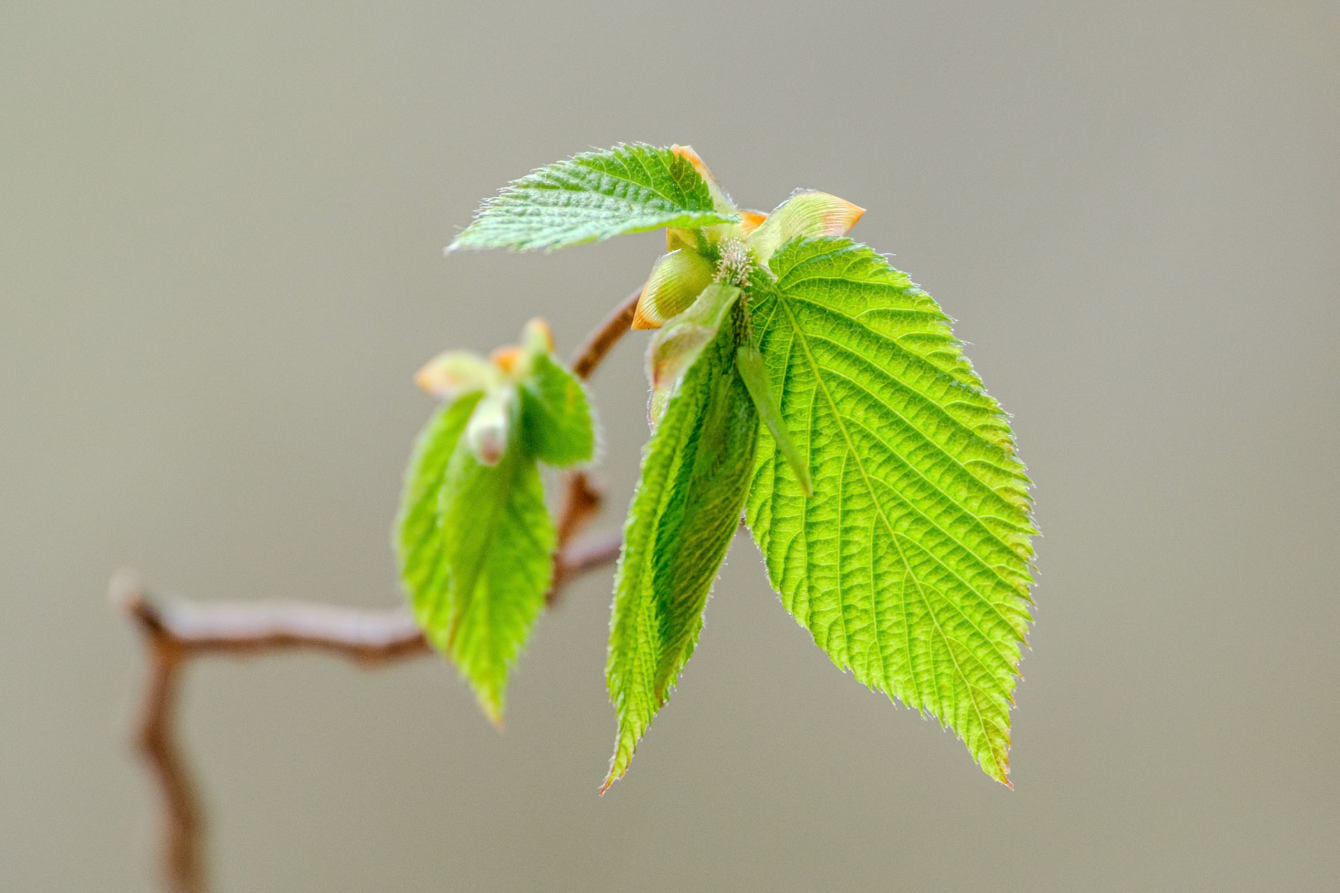 250424-668 Beaked Hazelnut (Corylus cornuta)