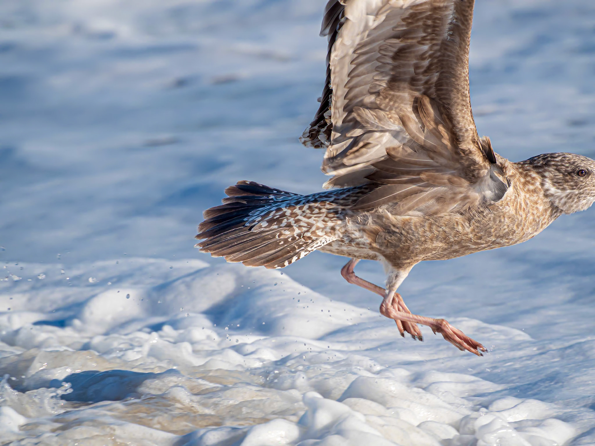 21B08075 Shore Gulls 4