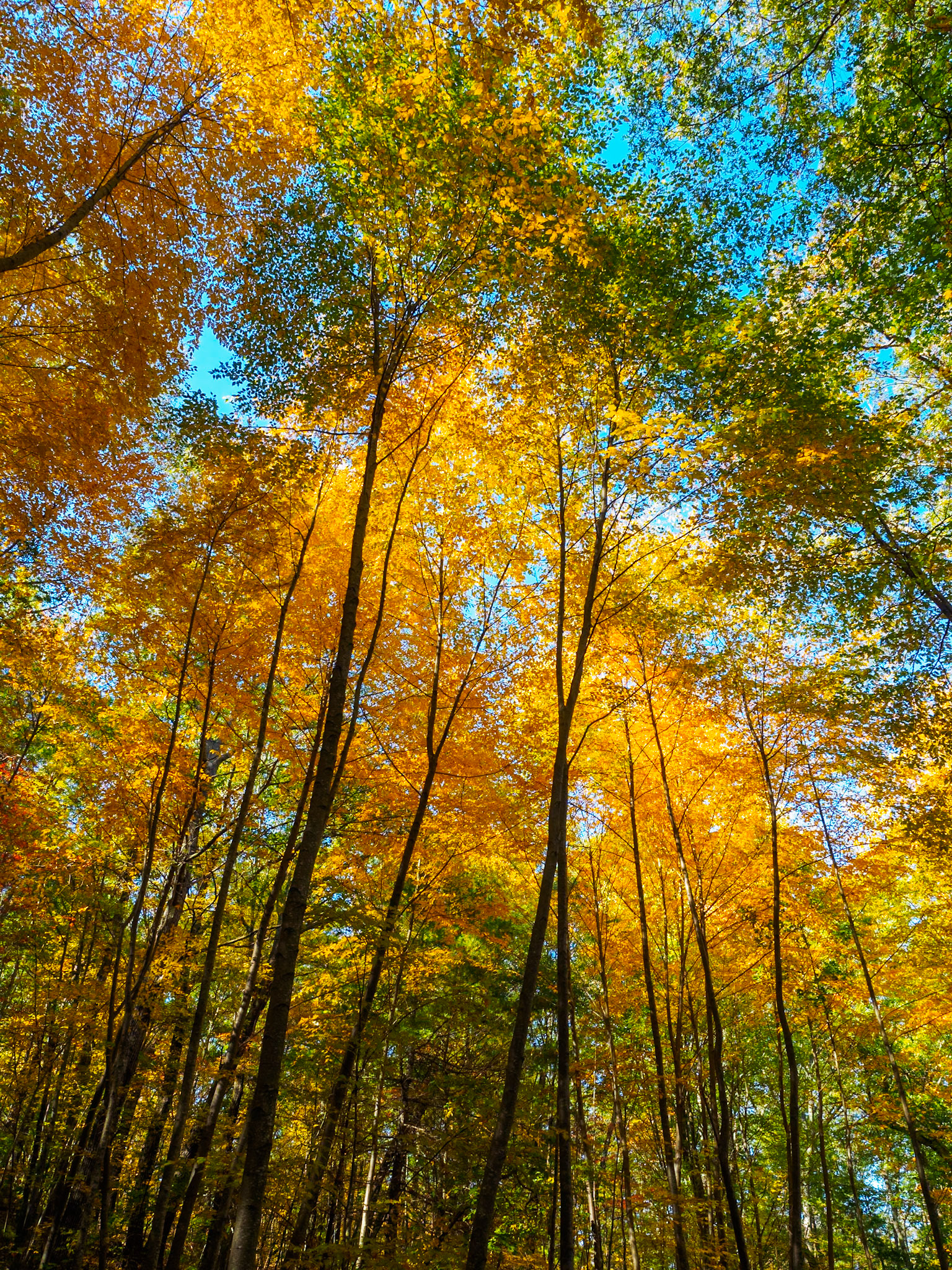 15A15059 Mostly Yellow Forest Ceiling