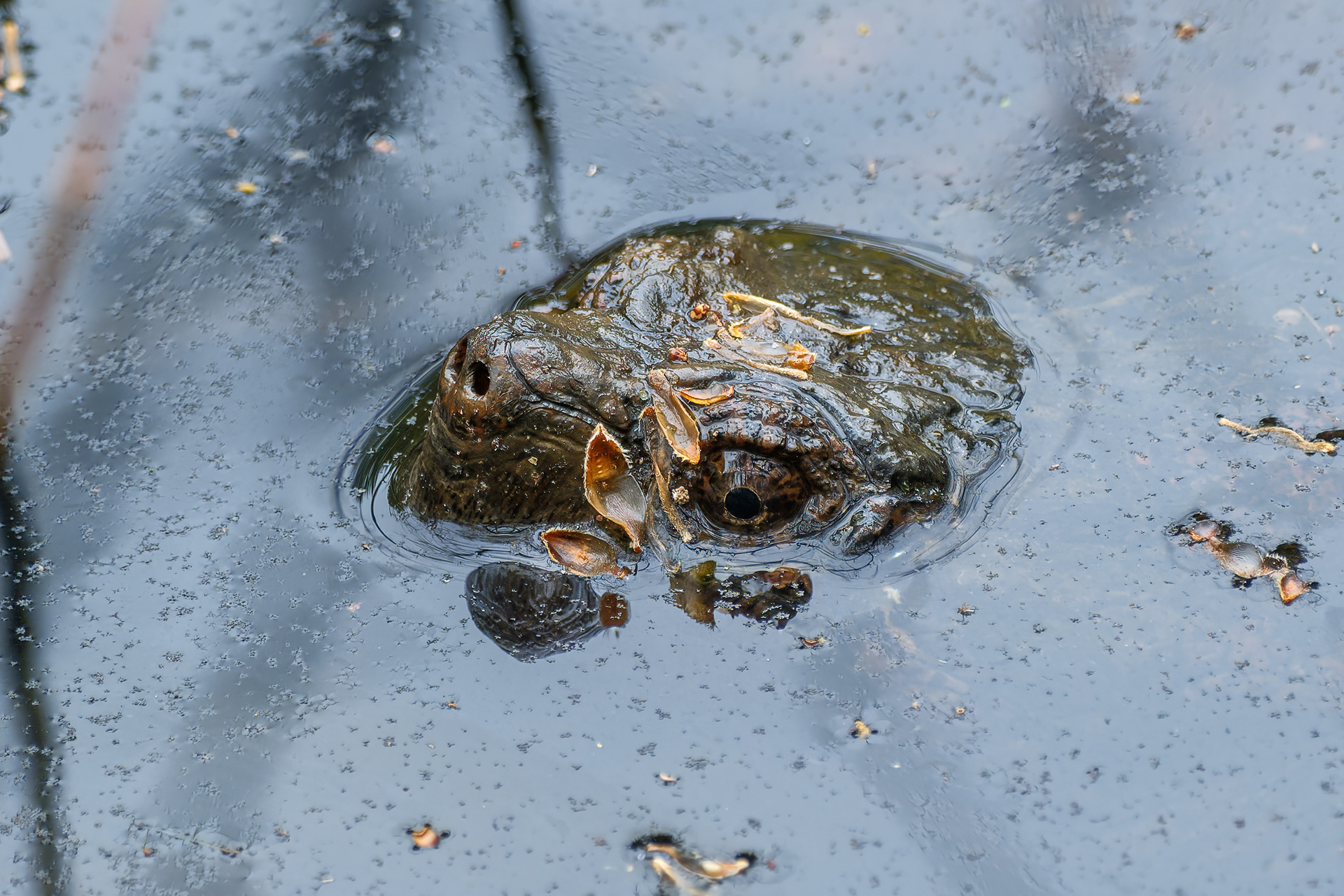 260506-368 Common Snapping Turtle (Chelydra serpentina)