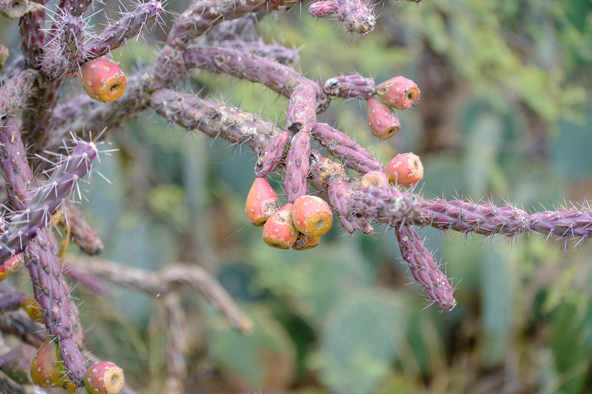 260216-785 Thurber's Cholla (Cylindropuntia thurberi)
