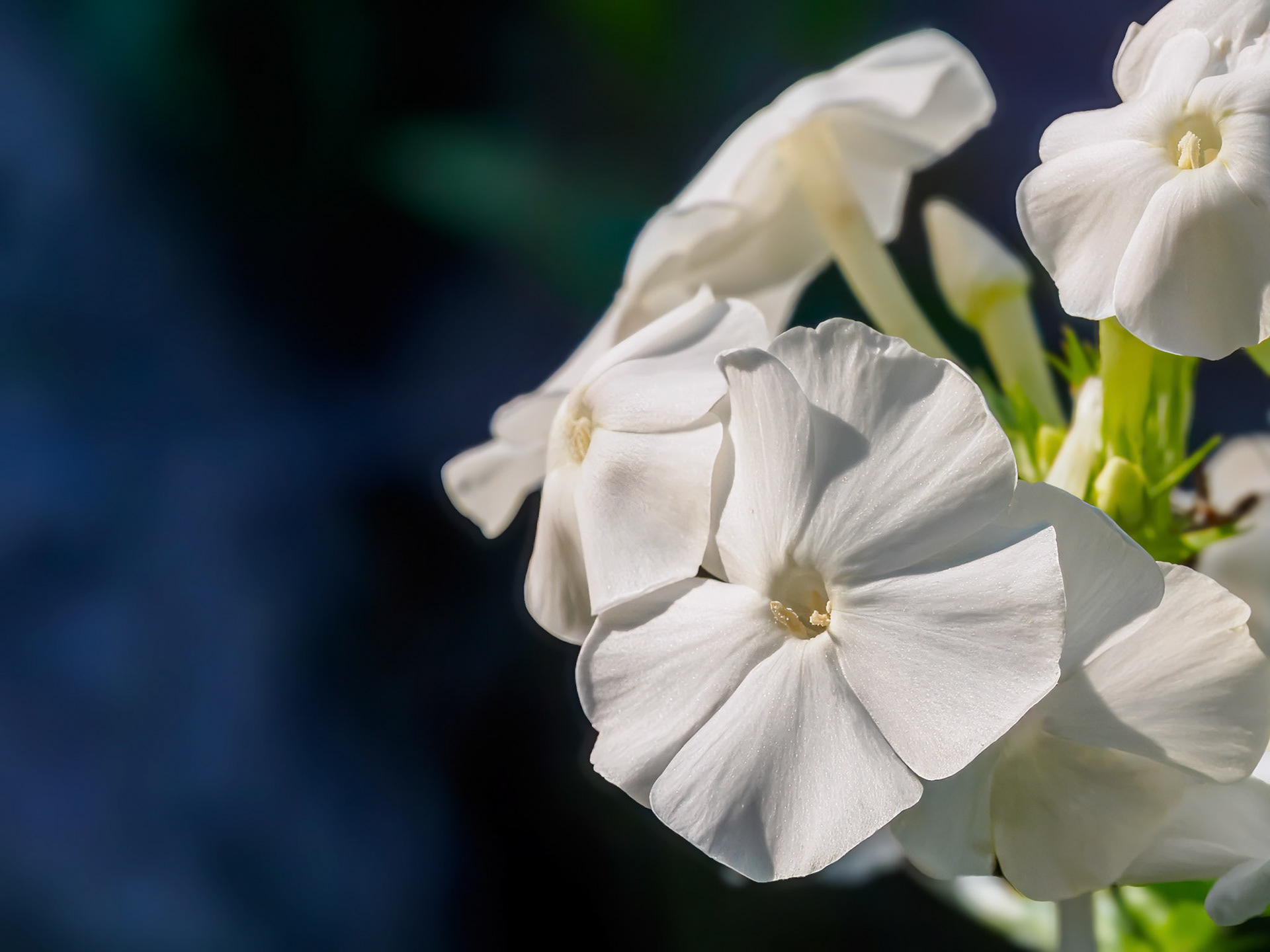 24714-005 Phlox