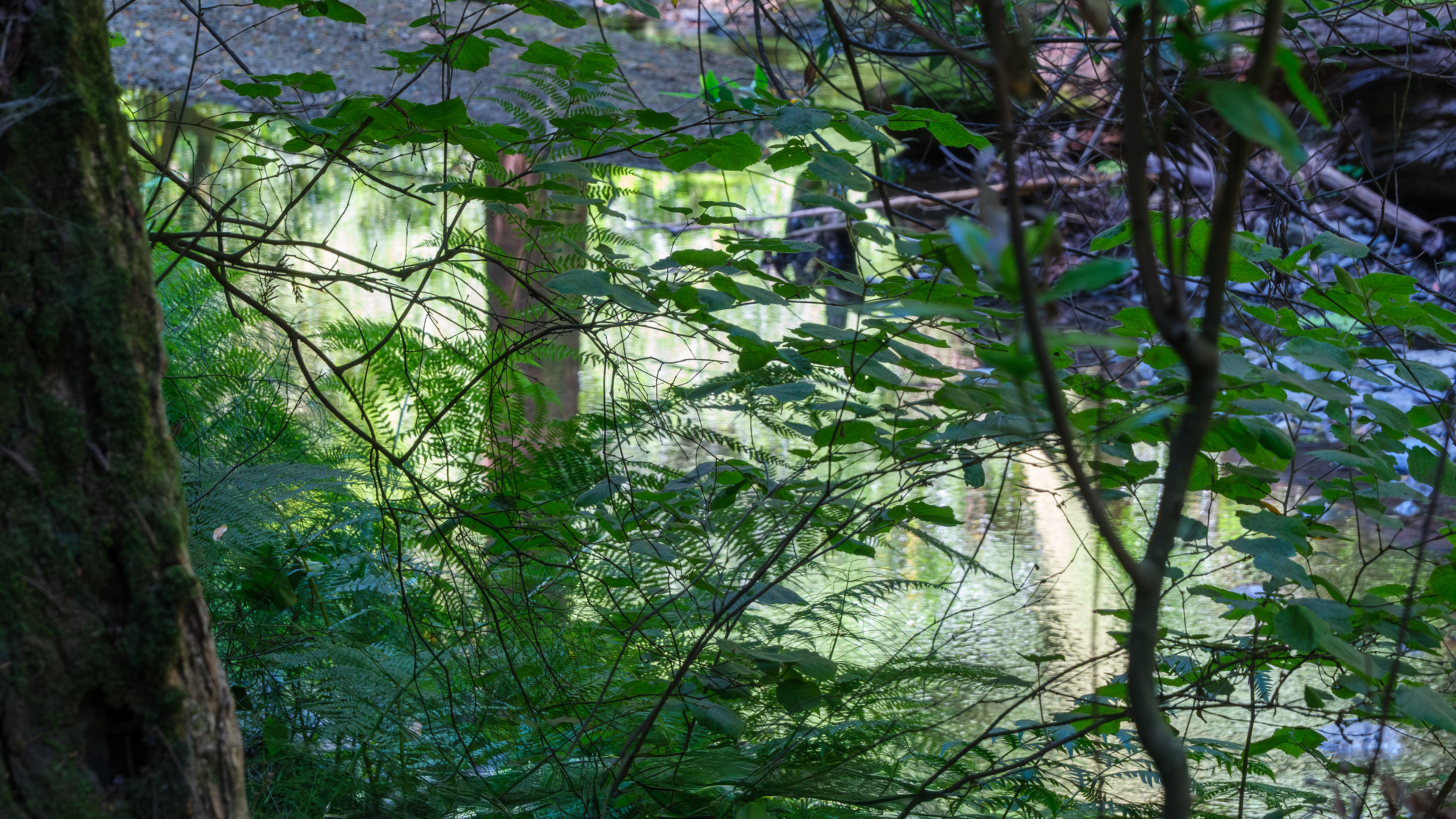 250714-138 Muir Woods