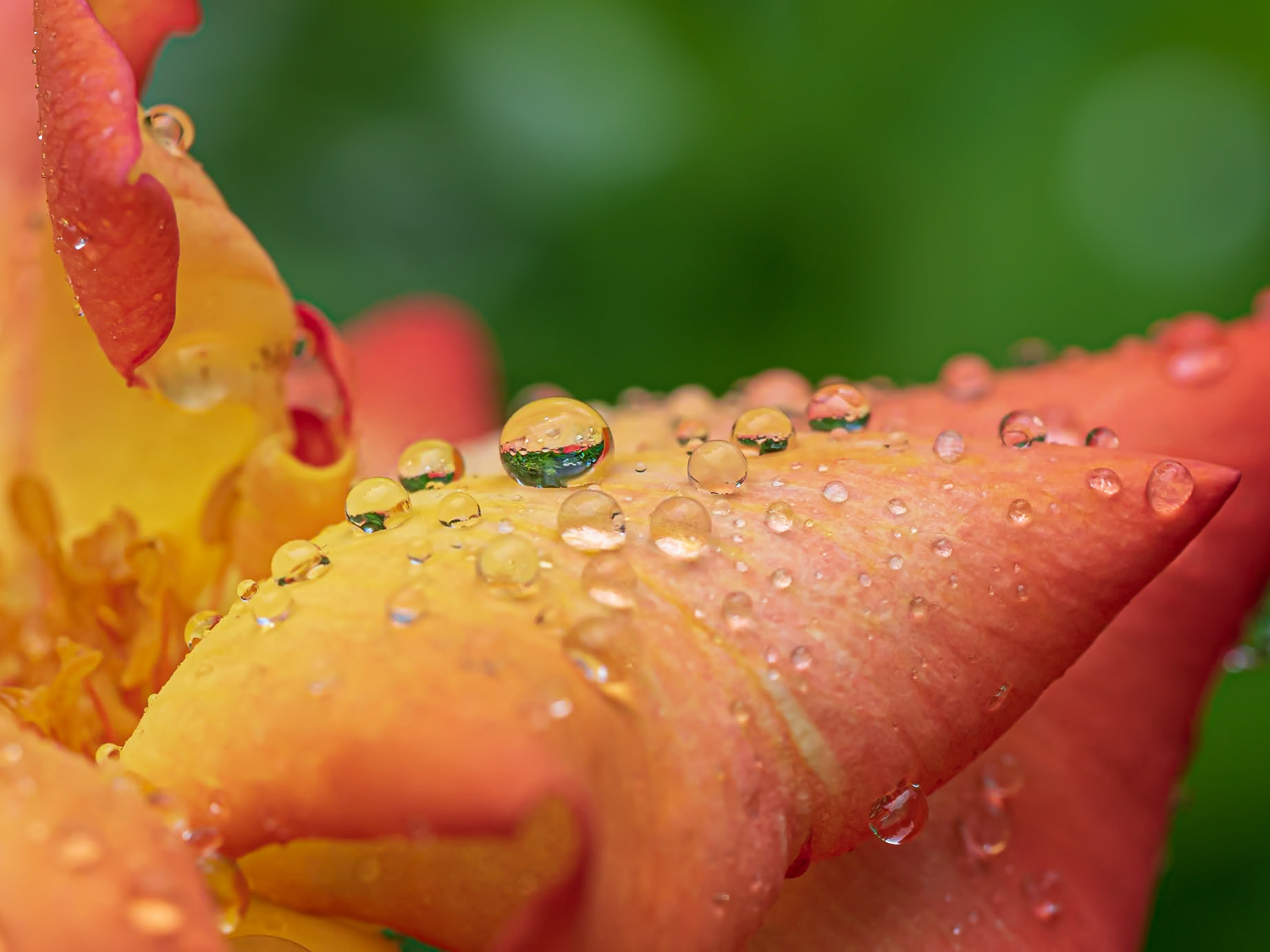 19611004 Drops Aplenty