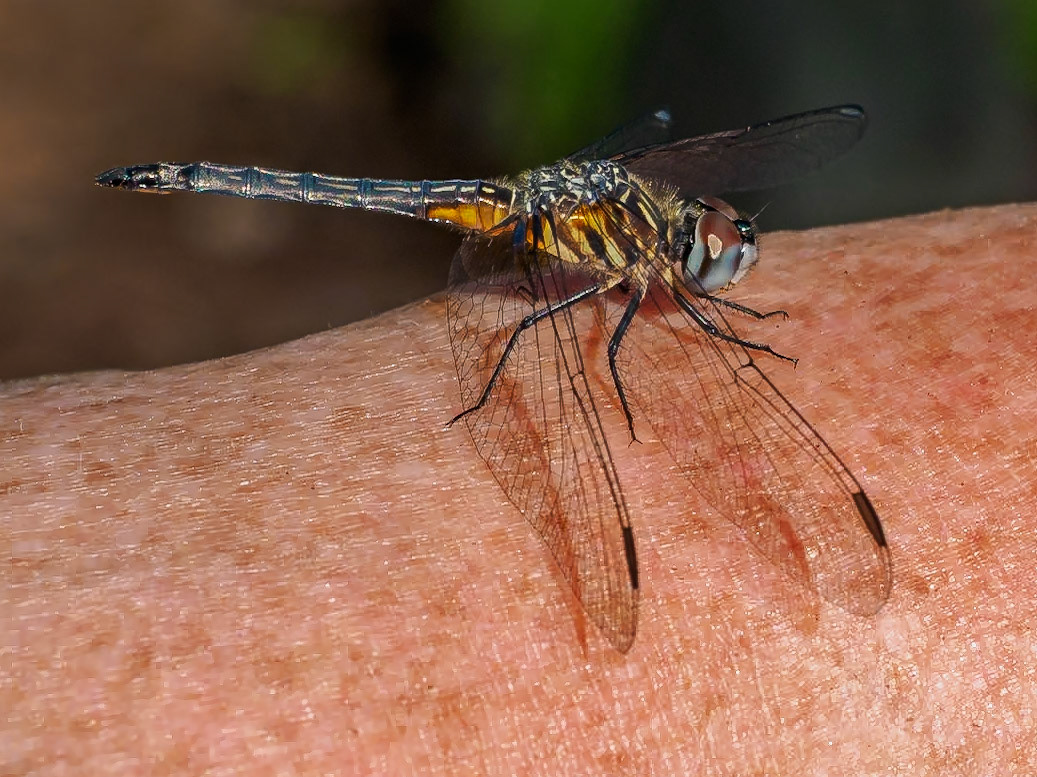 19622121 A Welcome Visitor