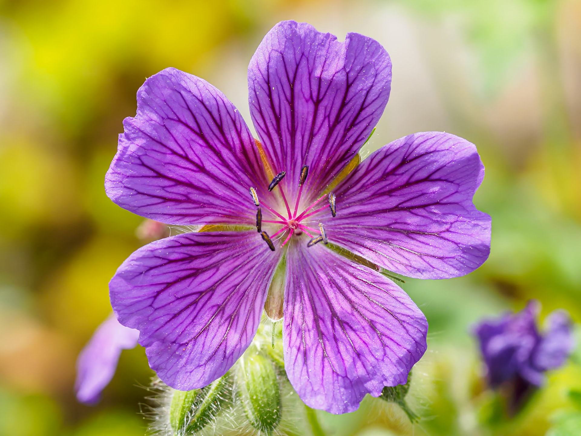 21603028 Lit Geranium