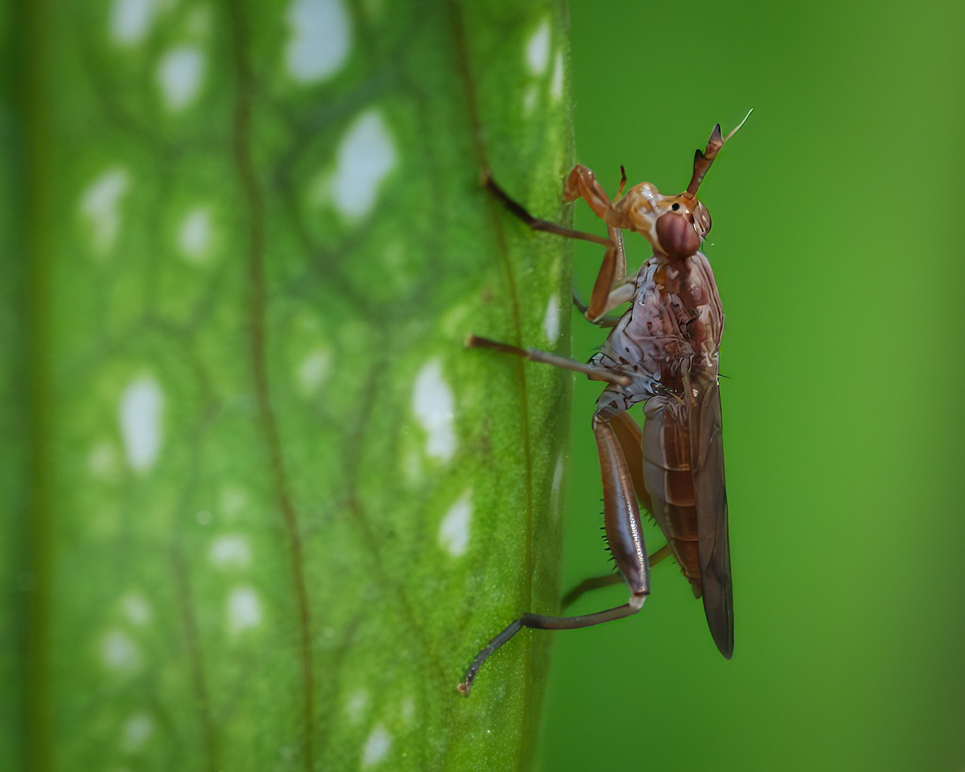 240911-633 Tetanocera plebeja