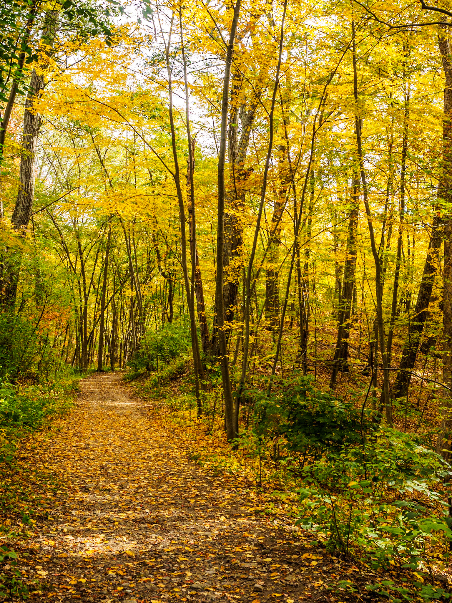 15A14093 Yellow Everywhere