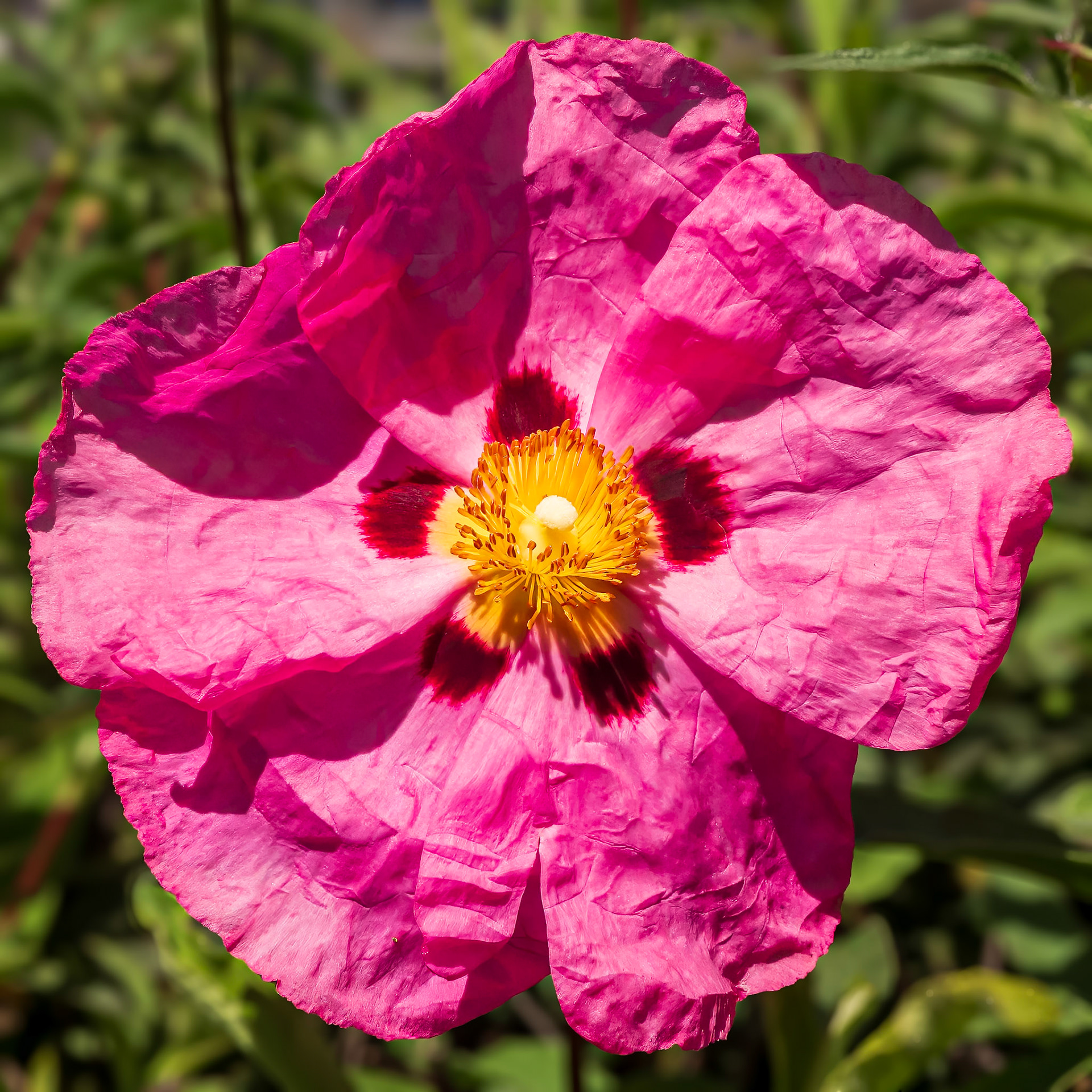 24317394 Pink Rock-rose