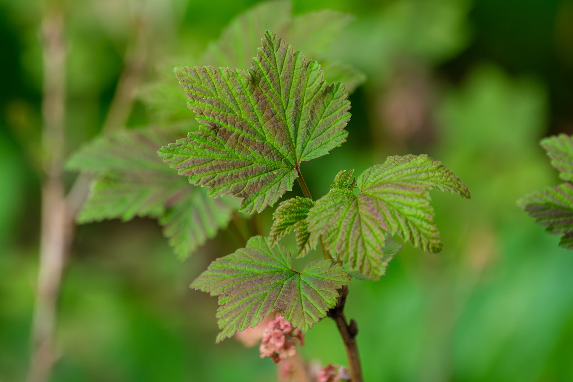 250427-784 Currants and Gooseberries (Genus Ribes)