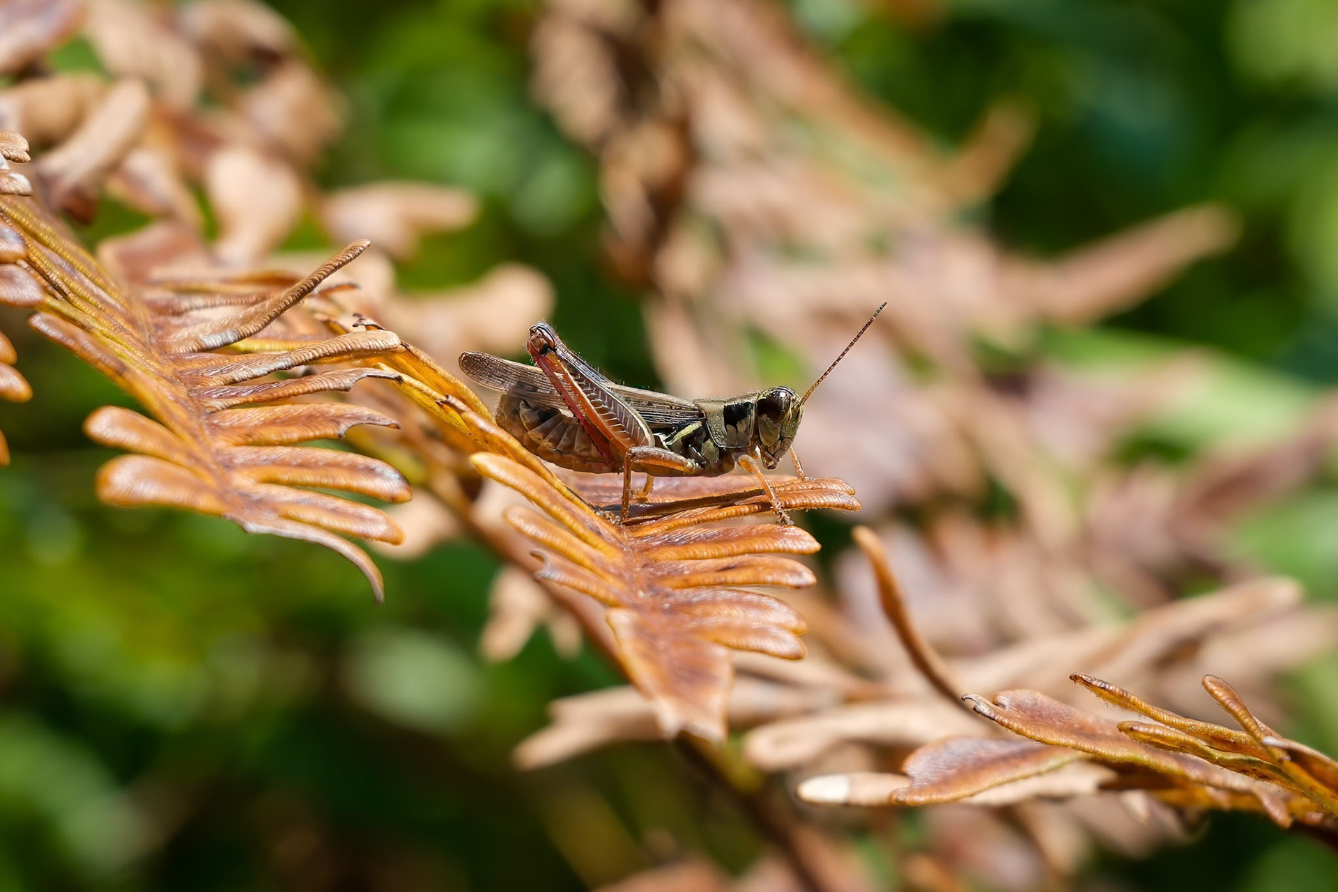 240823-219 Red-legged Grasshopper (Melanoplus femurrubrum)
