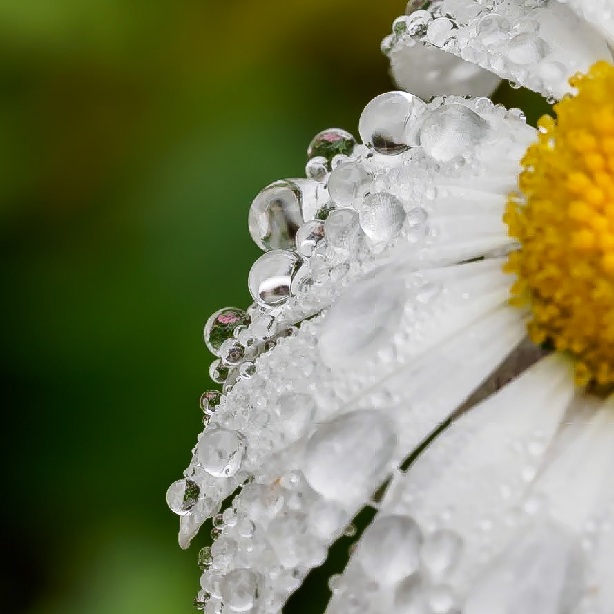 17617016 Post Rain Show