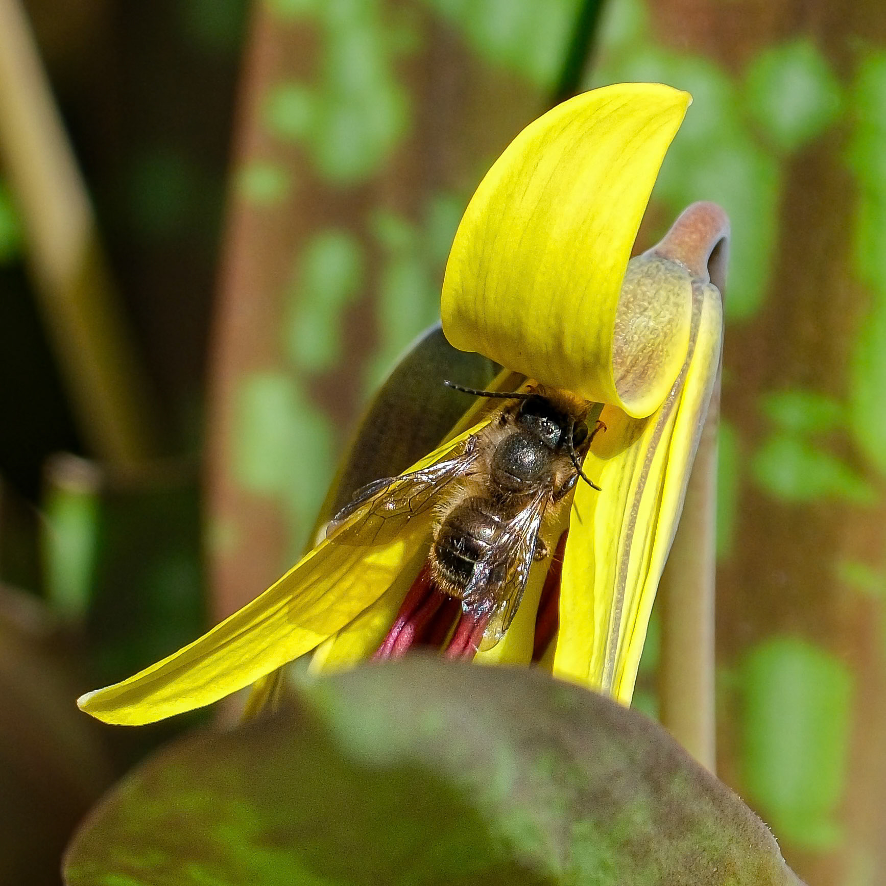 250417-228 Yellow Trout Lily with Mason Bee