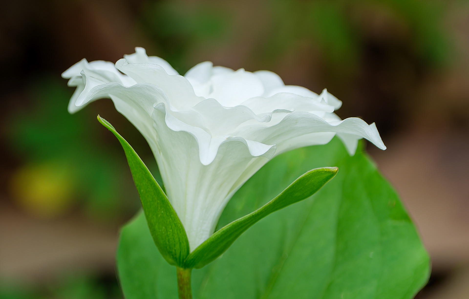 260512-429 White Wakerobin (Trillium grandiflorum 'Multiplex')