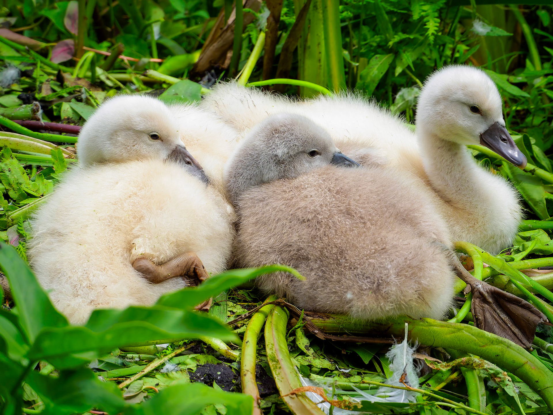 15617151 Getting Warmth from One Another on Their Water Bed