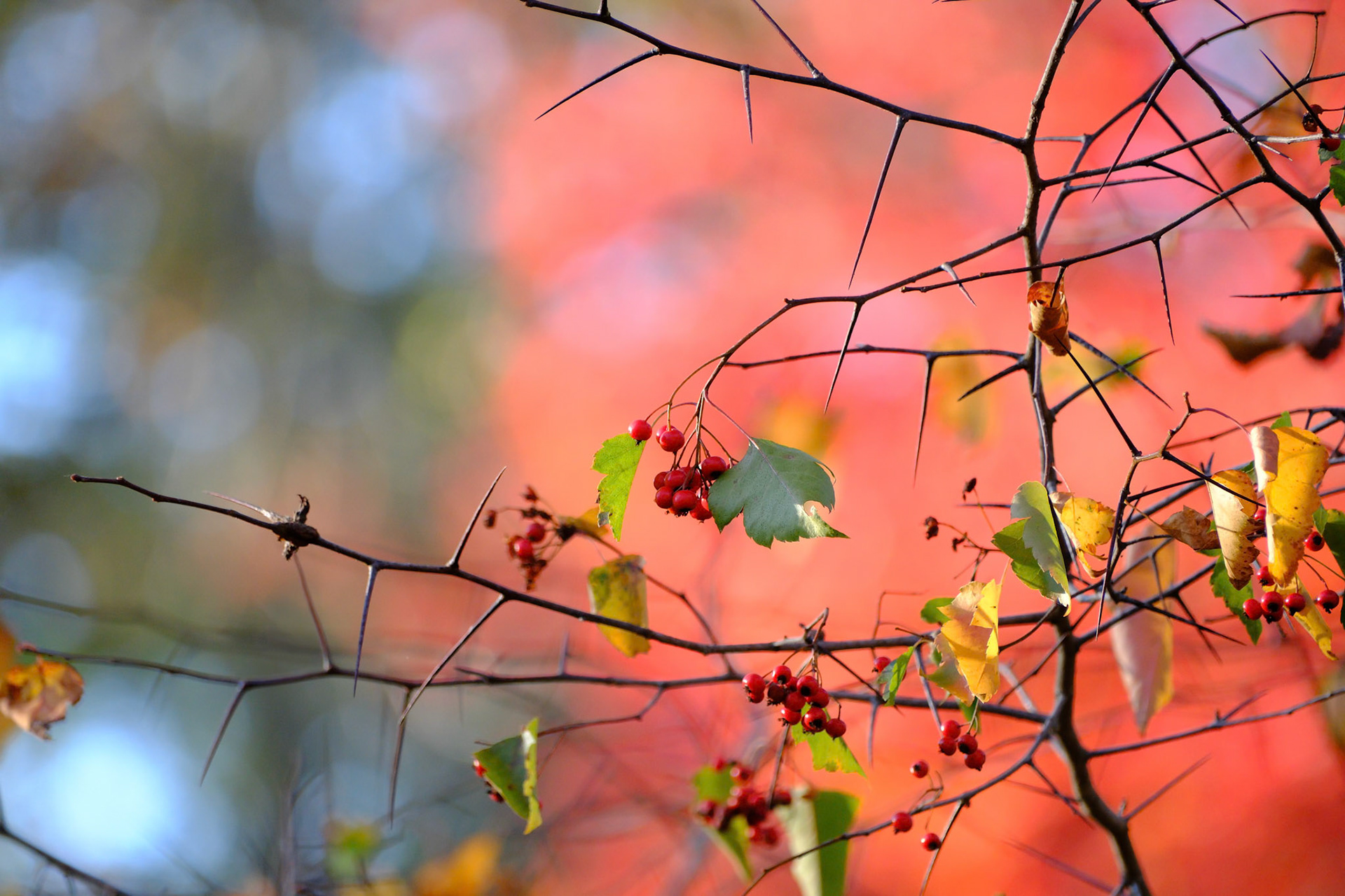 241027-470 Hawthorn Tree