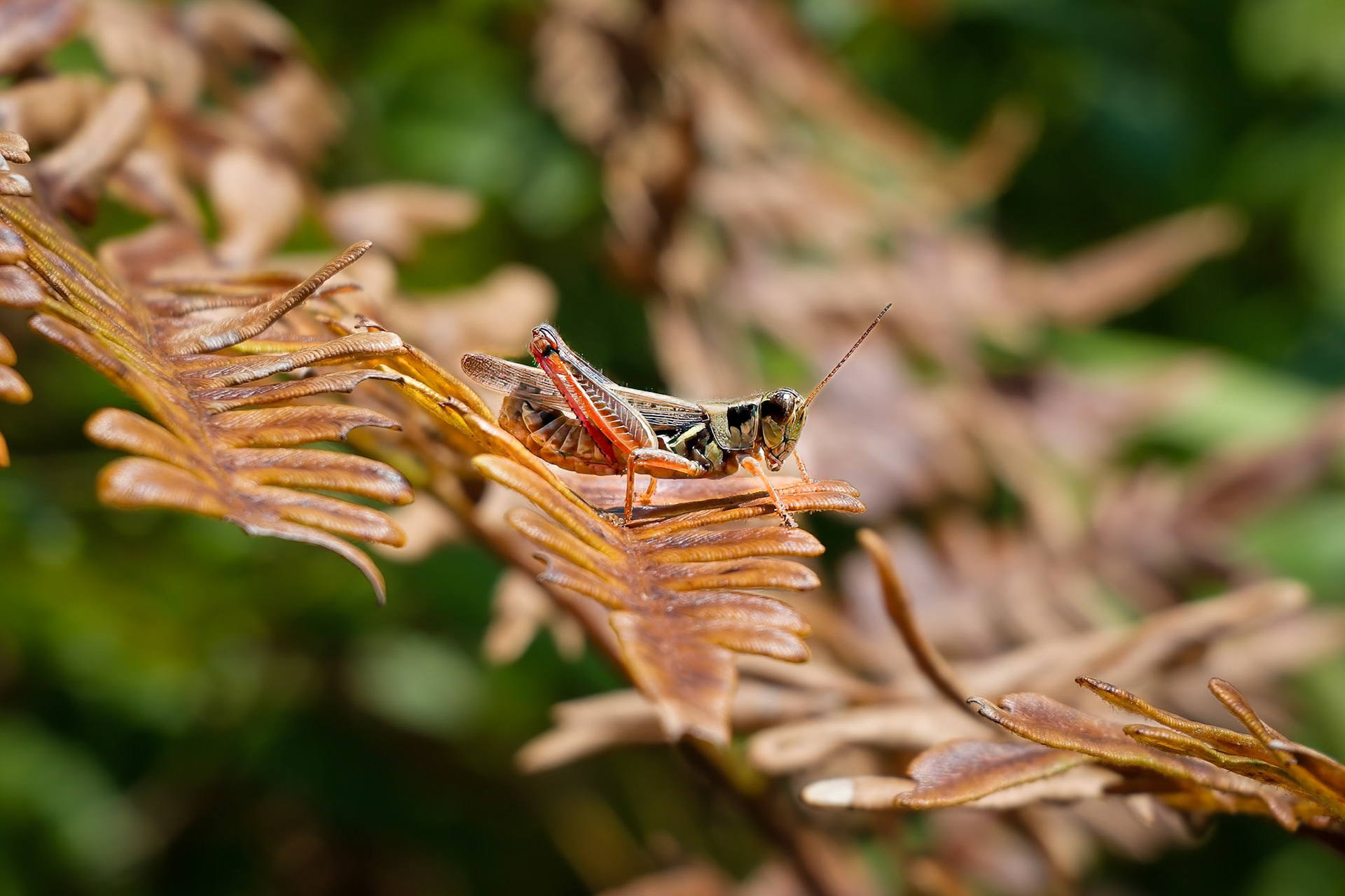 240823-219 Red-legged Grasshopper (Melanoplus femurrubrum)