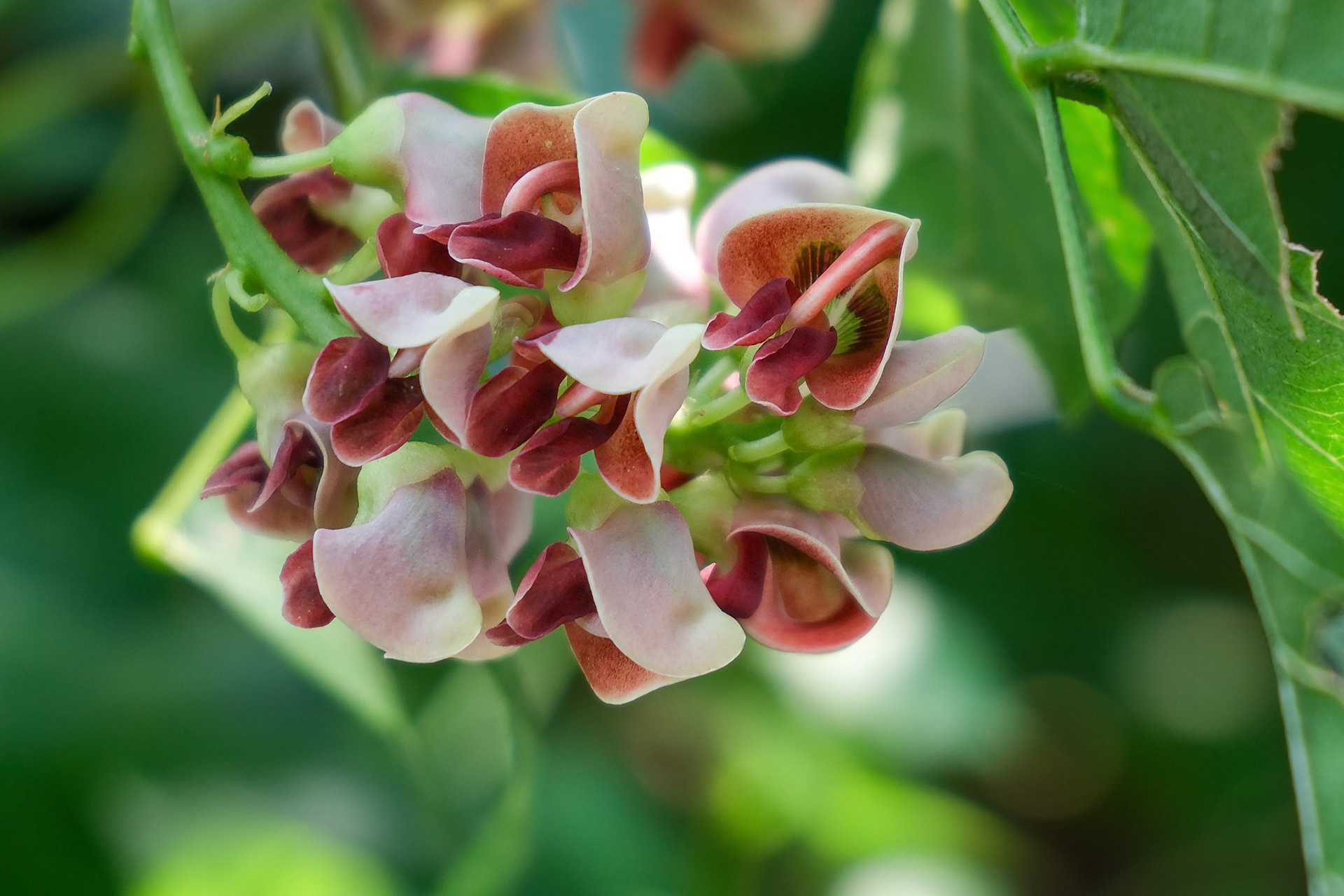 240817-052 American Groundnut(Apios americana)