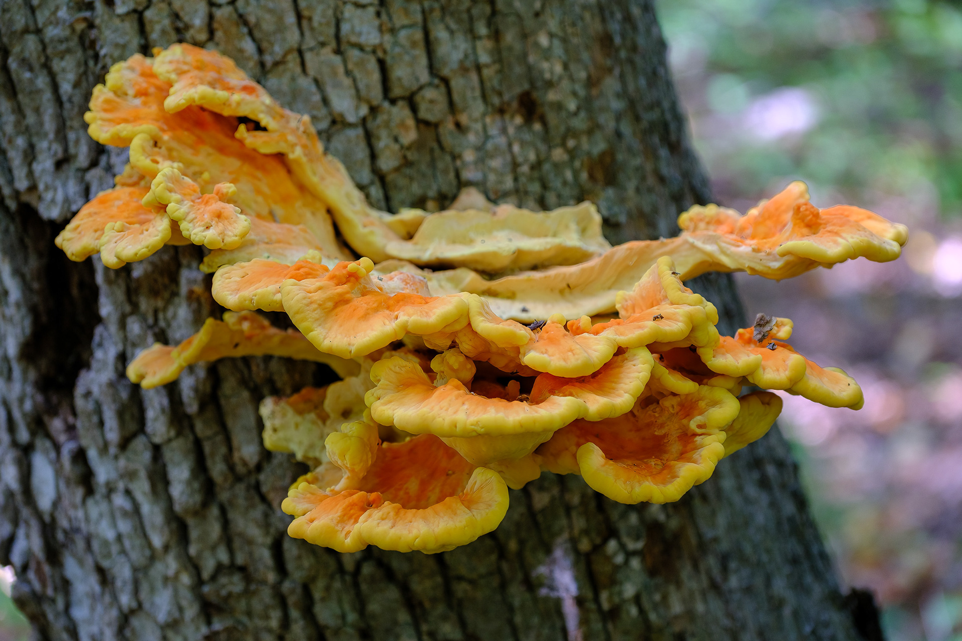 250919-914 Chicken of the Woods (Laetiporus sulphureus)