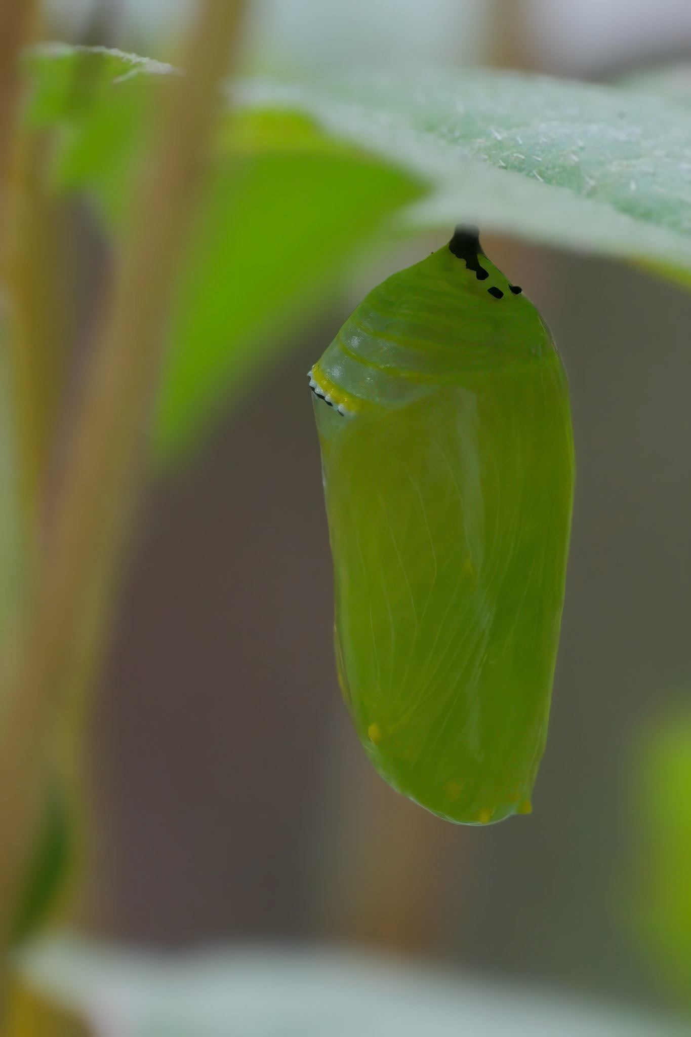 240929-008 Monarch Chrysalis (Pupal) Stage
