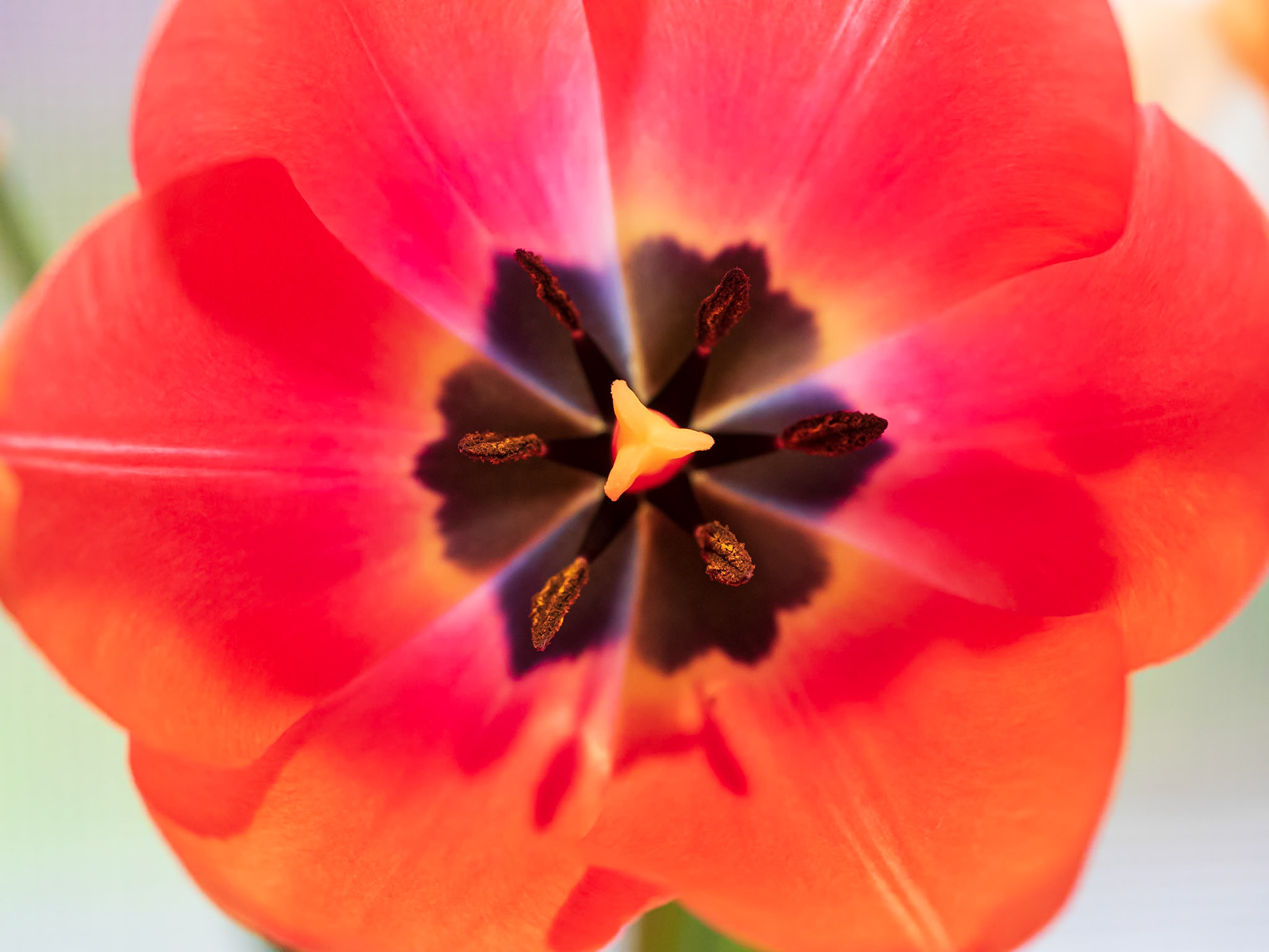 19427009 Six-sided Symmetry