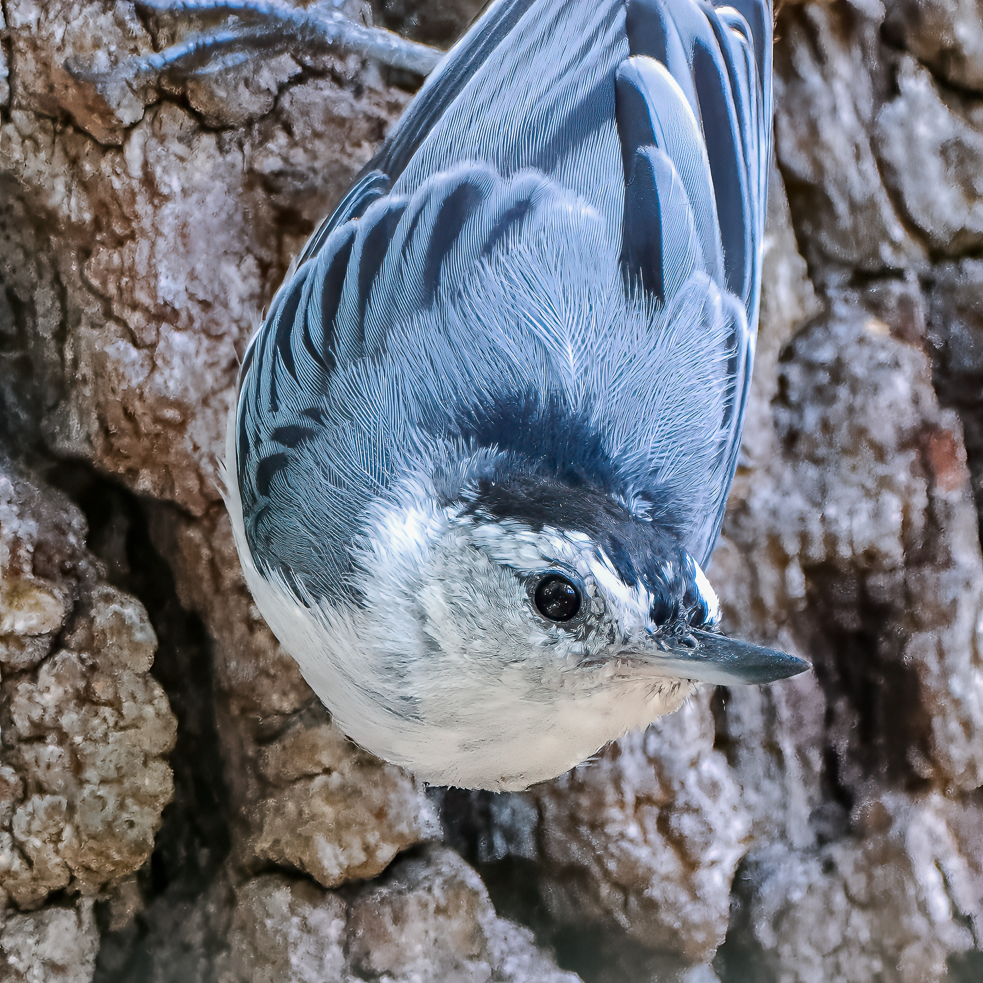 250722-331 White-breasted Nuthatch (Sitta carolinensis)