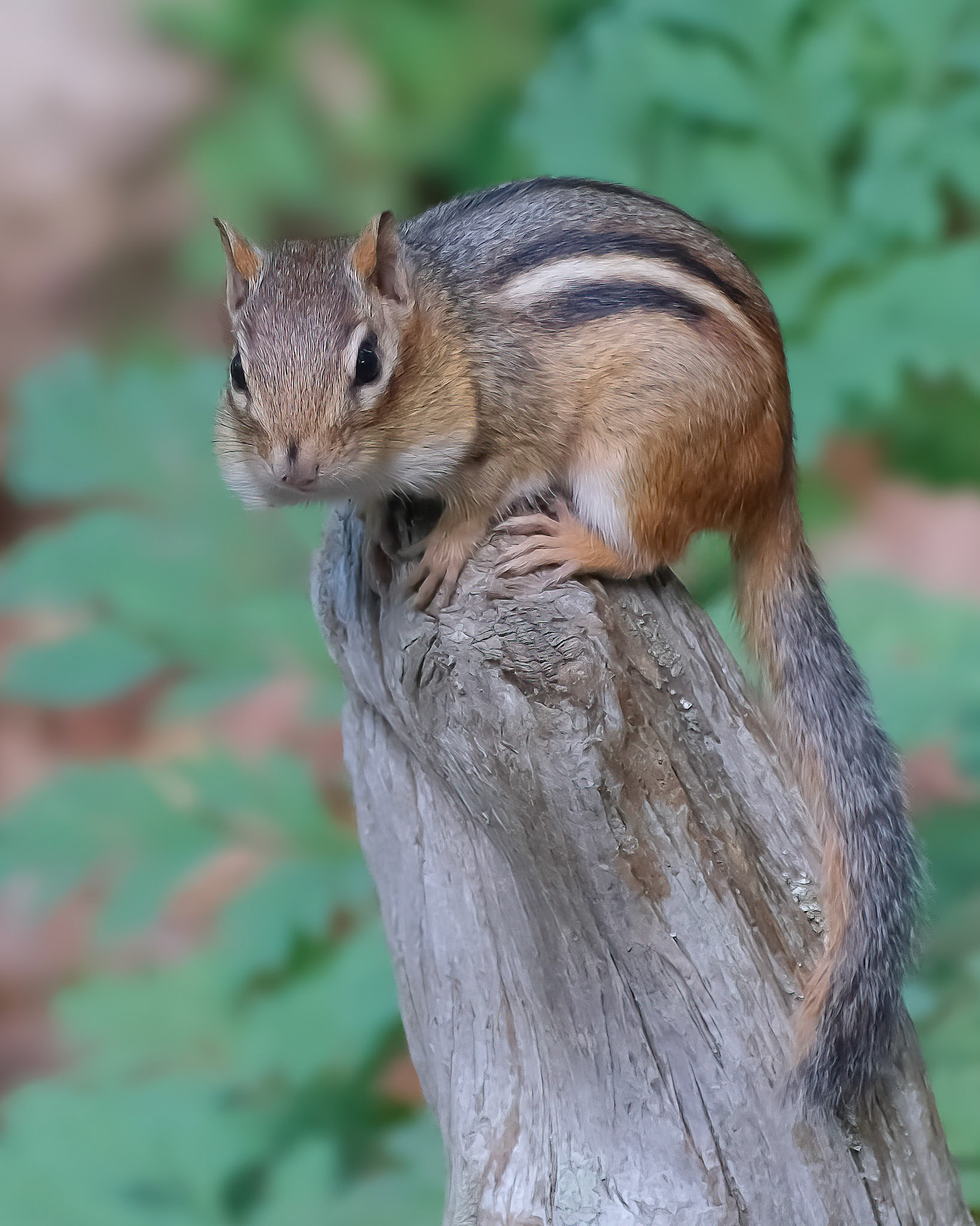 240928-988 Chippy