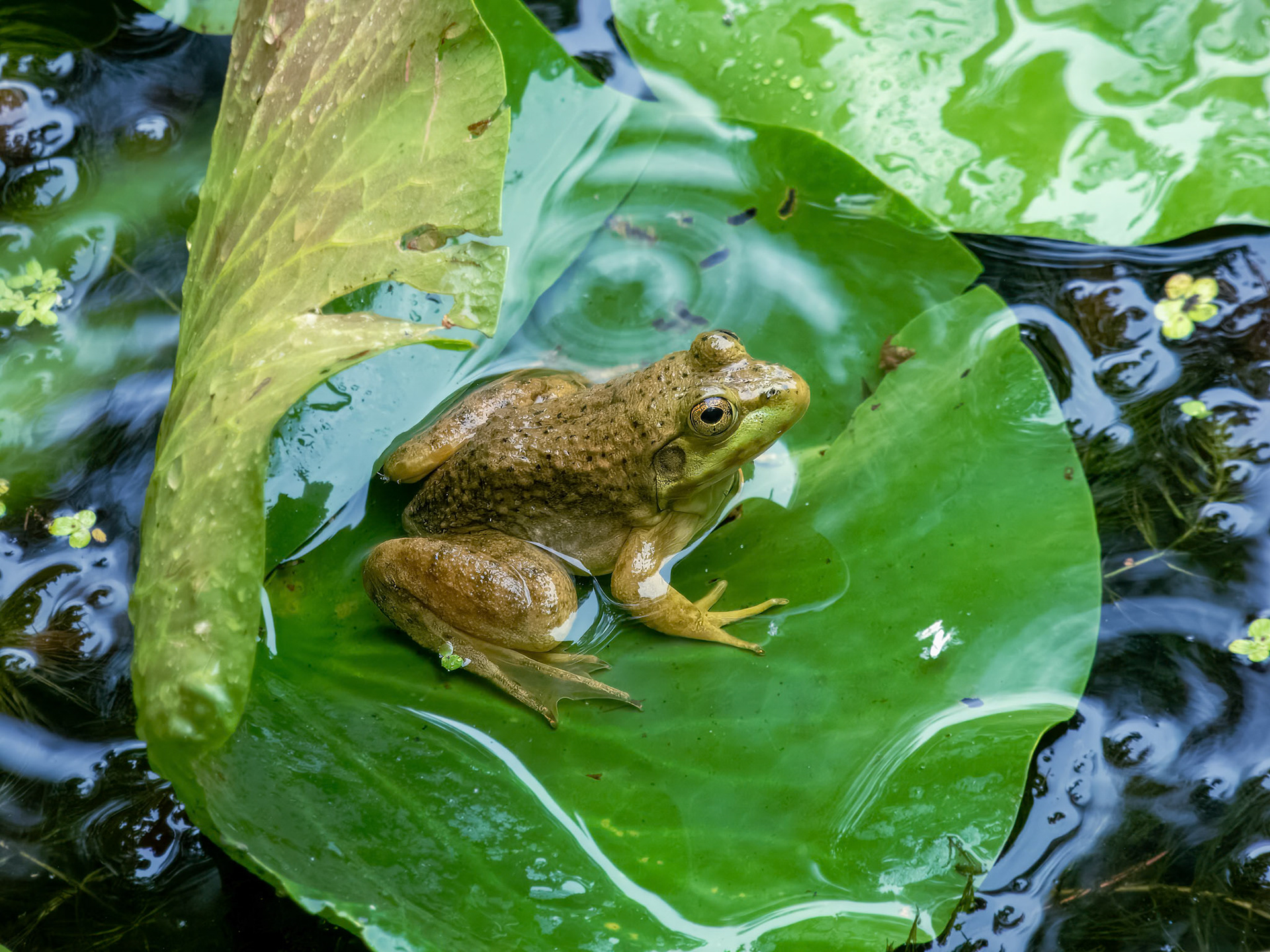 24104-989 KIt's Cousin ©dag