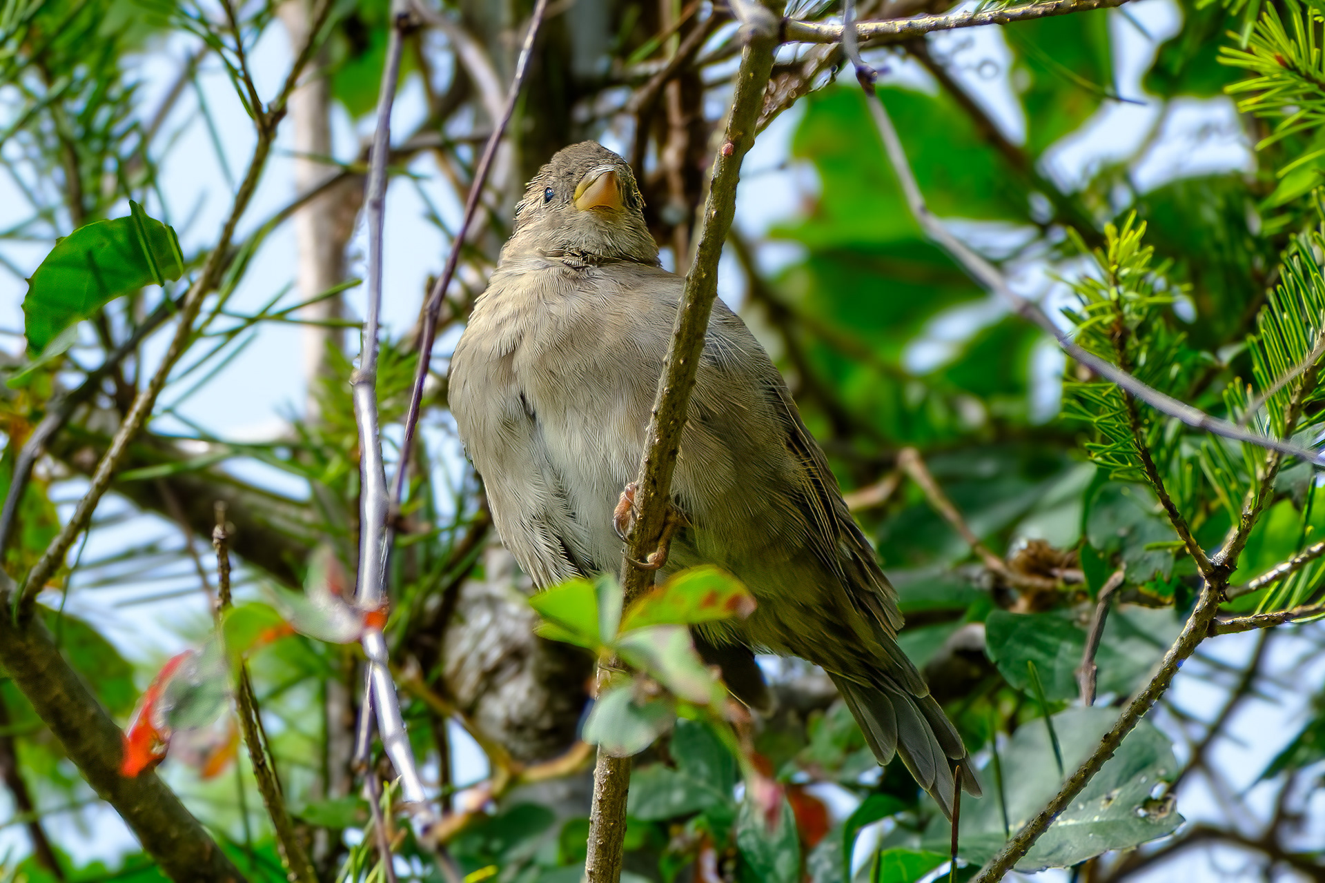 250827-688 House Sparrow (Passer domesticus)