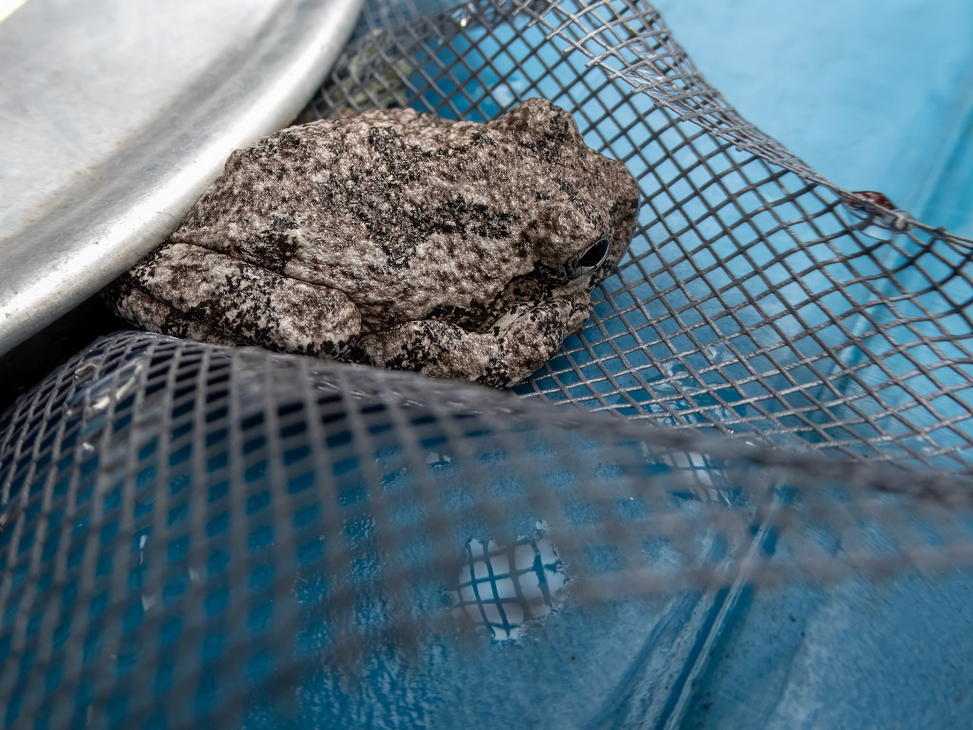 24104-308 Gray Treefrog