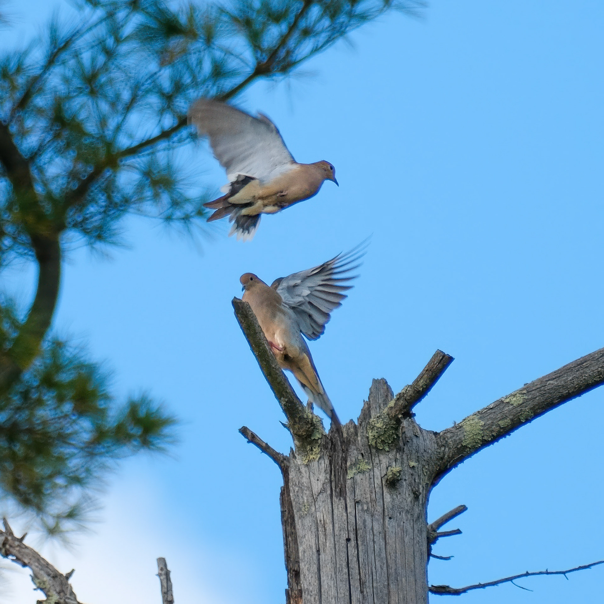 241001-032 Mourning Doves