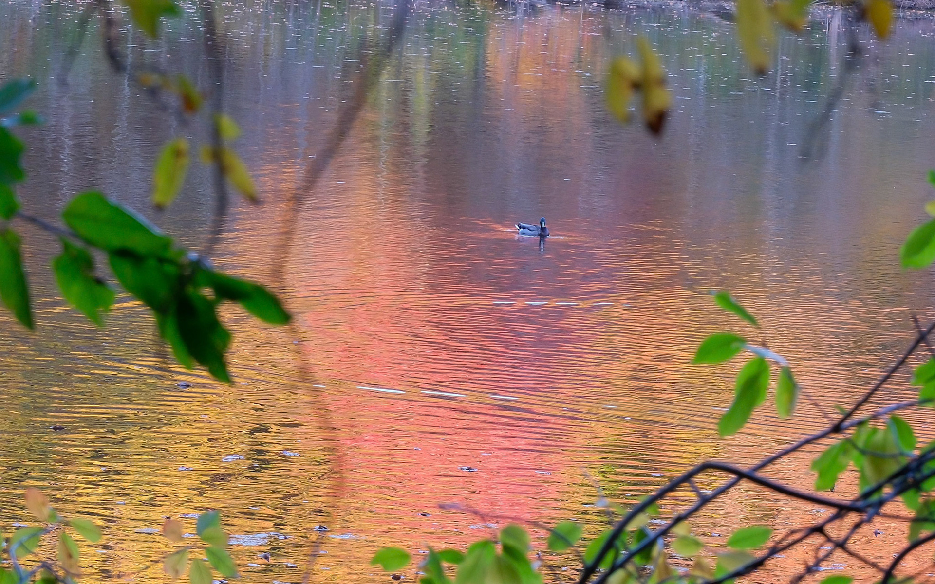 241022-338 Duck Between the Branches