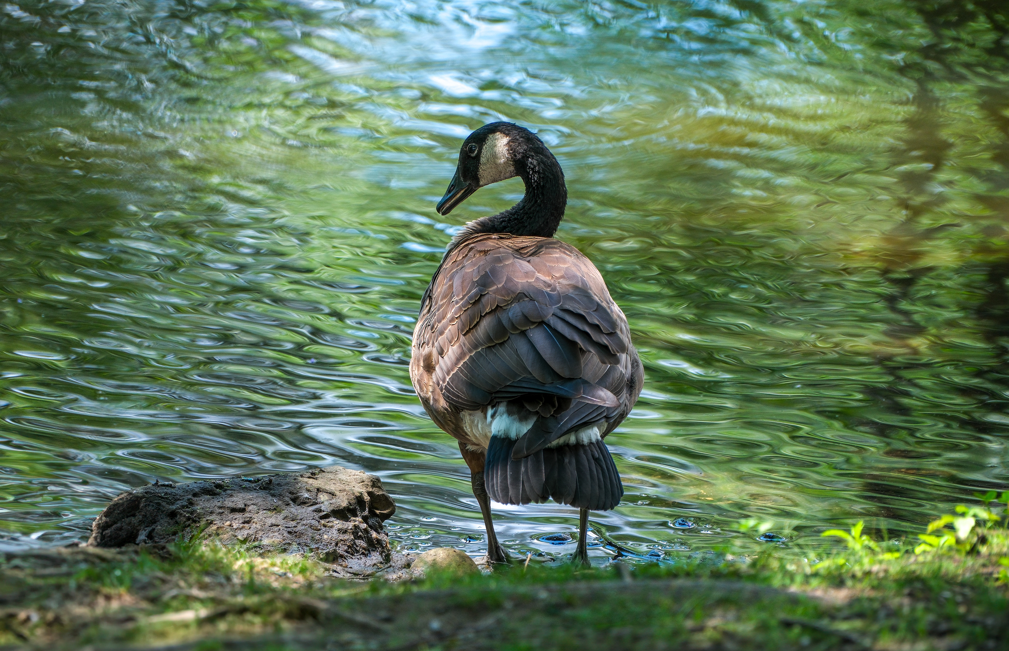 250720-200 Canada Goose (Branta canadensis)