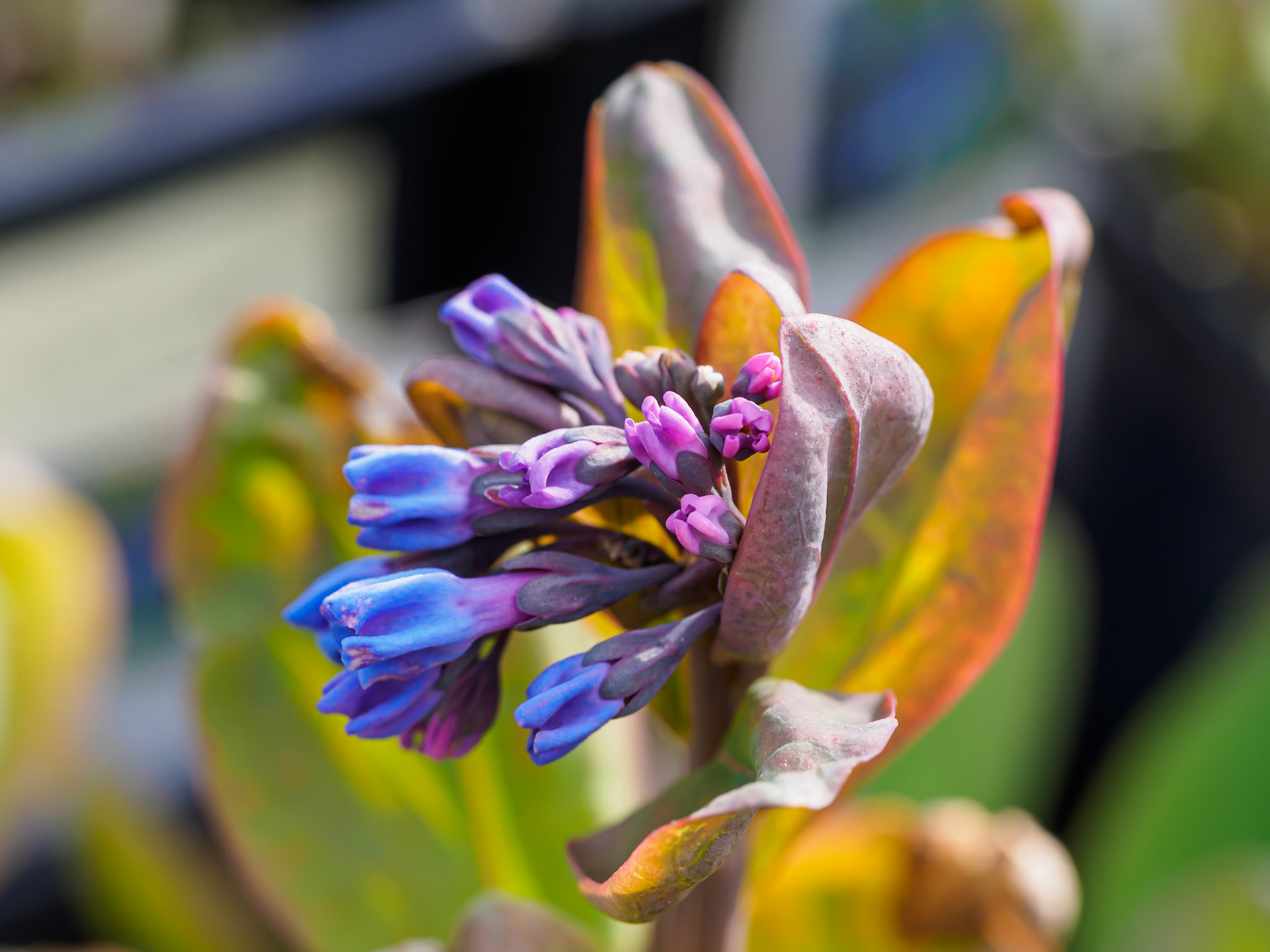 24417-052 Virginia Bluebells